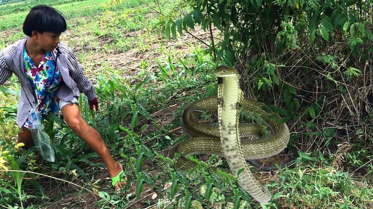 Most Amazing Wild Animal Attacks - Most Amazing Children Catching Snake - Human Attacks Snake #1