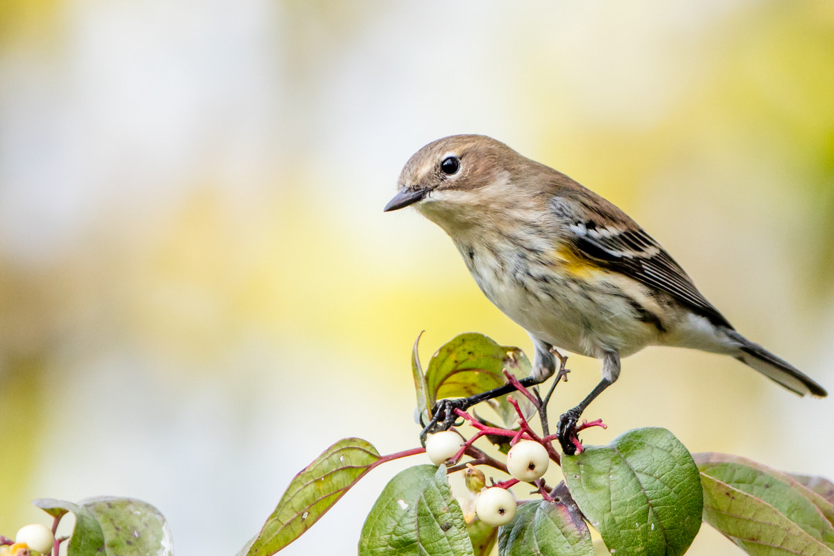 Canon EOS 5DS R + Canon EF 200-400mm F4L IS USM Extender 1.4x sample photo. Yellow-rumped warbler photography
