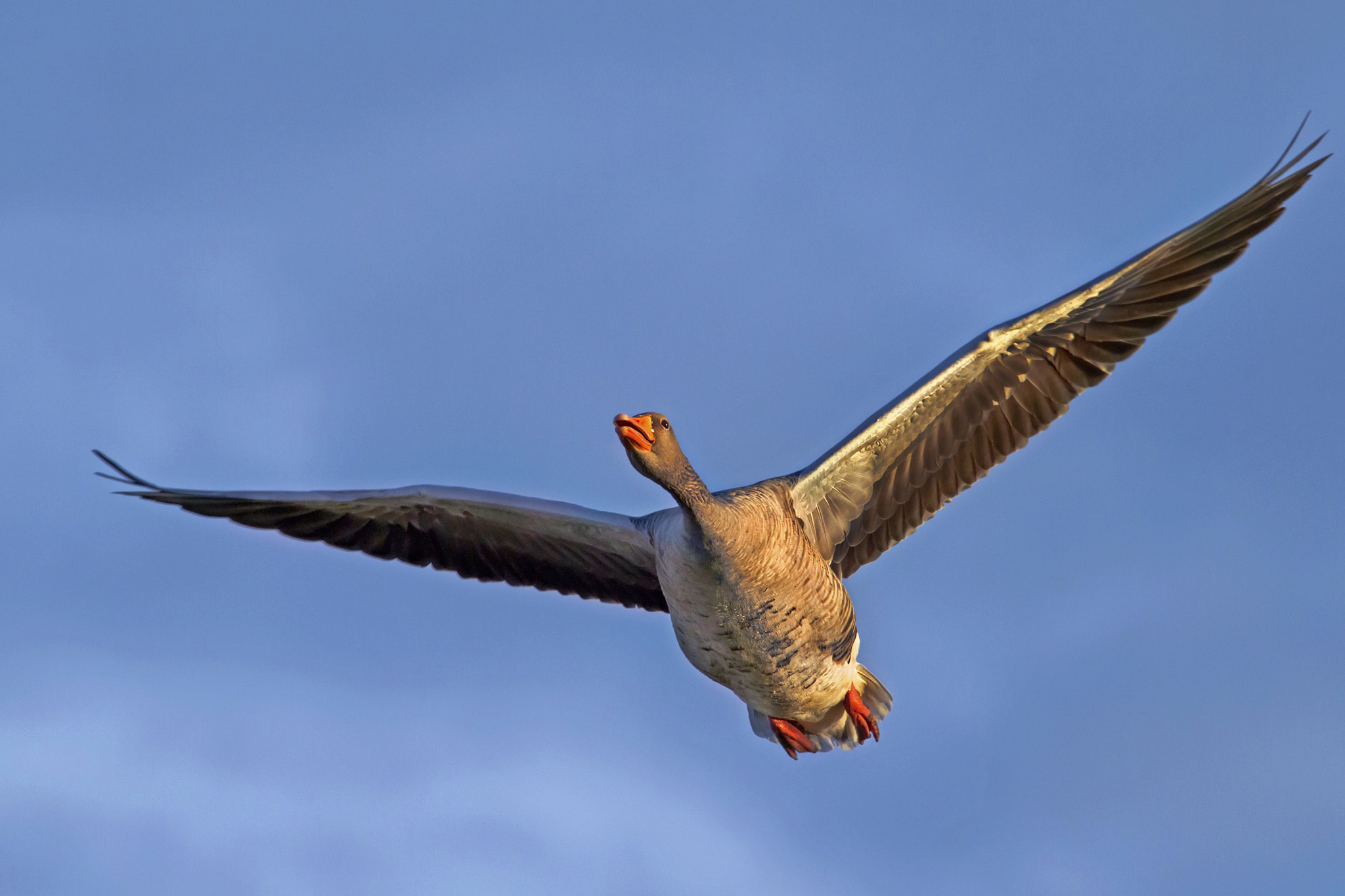 Canon EOS 7D + Canon EF 300mm f/2.8L + 1.4x sample photo. Wild goose photography