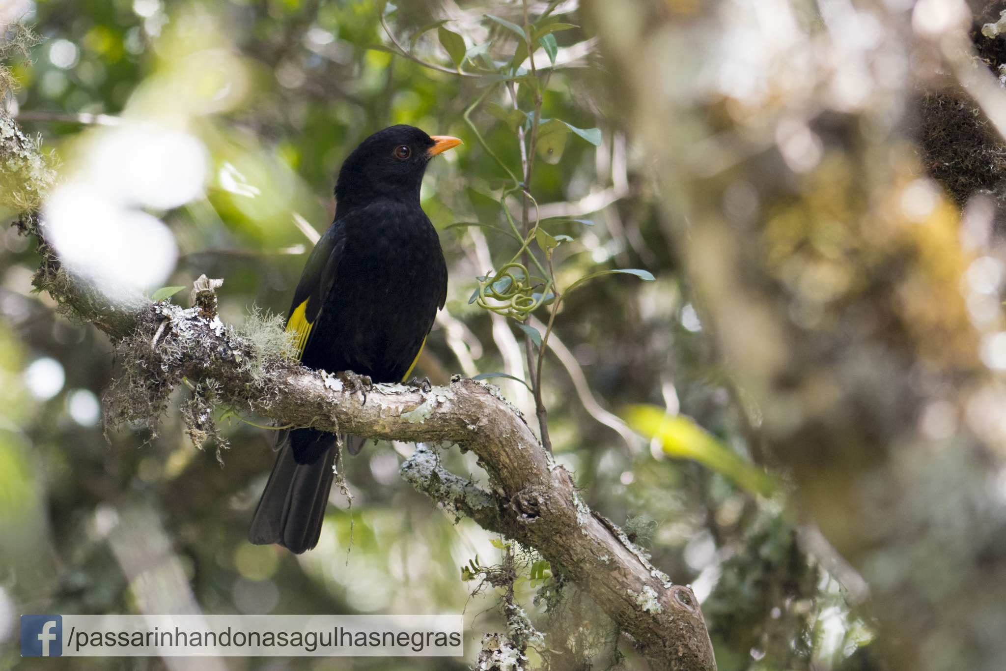 Nikon AF-S Nikkor 300mm F2.8G ED VR II sample photo. Dsc photography