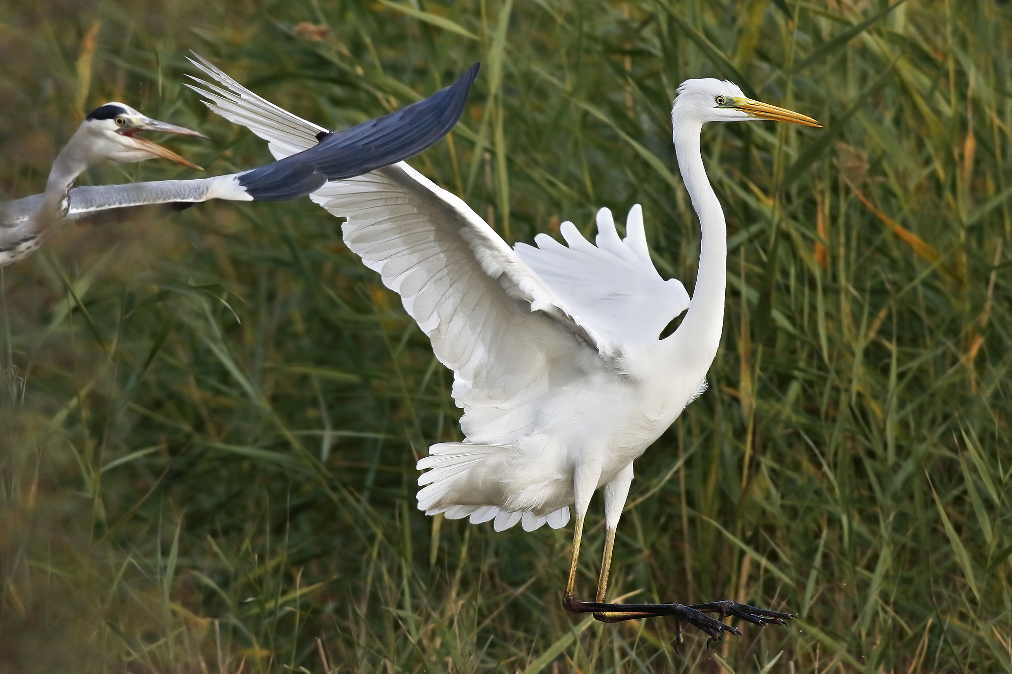 Canon EF 500mm f/4.5L sample photo. Great white heron photography