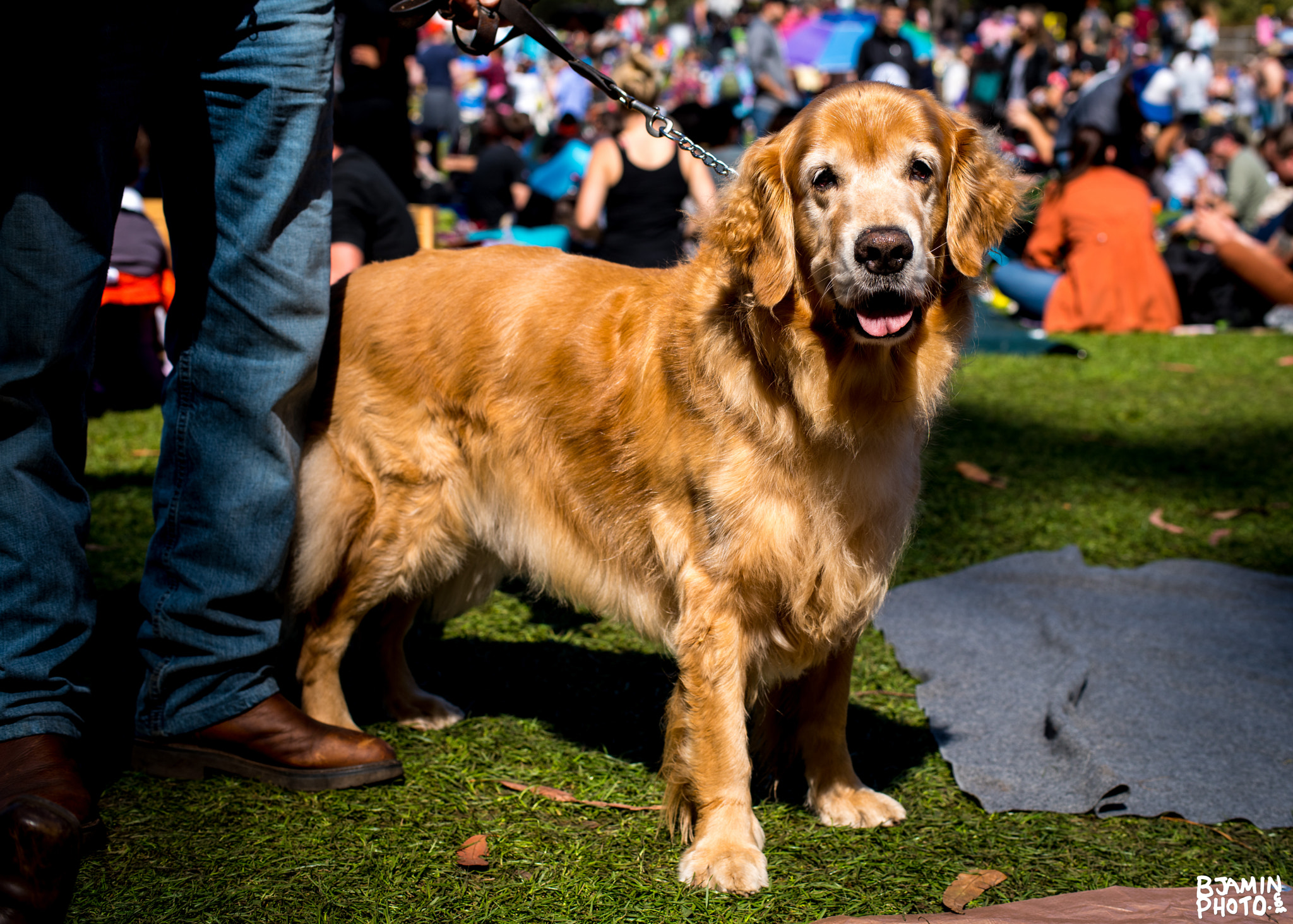 Pentax K-1 + Pentax smc DA* 55mm F1.4 SDM sample photo. Golden saved pup photography