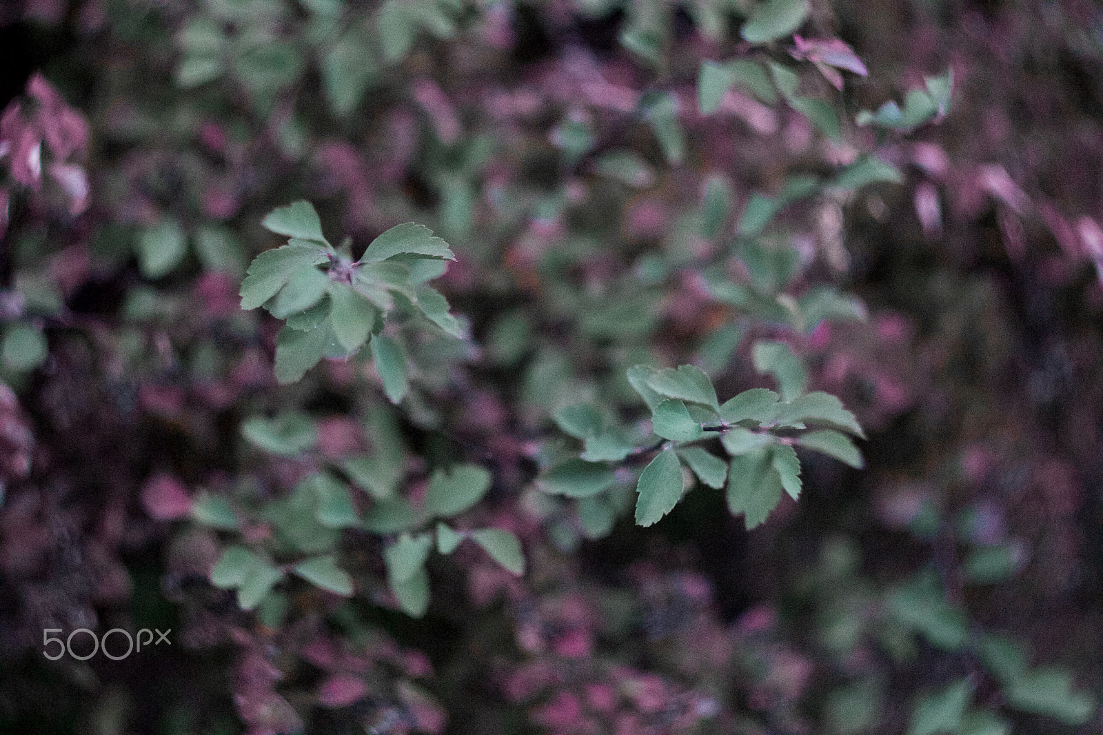Canon EF 35-80mm f/4-5.6 sample photo. Autumn leaves photography