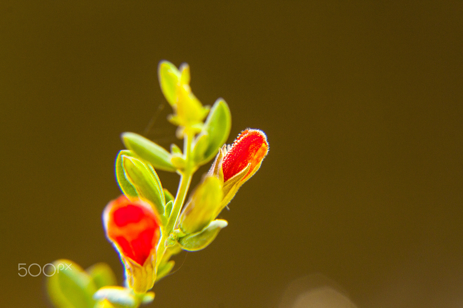 Canon EOS 500D (EOS Rebel T1i / EOS Kiss X3) sample photo. Macro flower photography