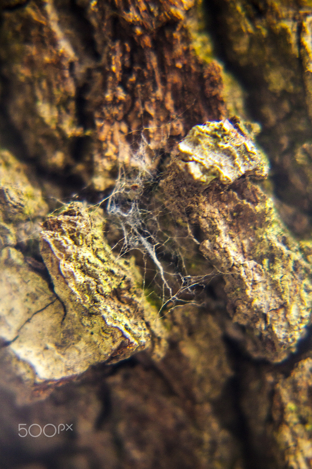 Canon EOS 500D (EOS Rebel T1i / EOS Kiss X3) sample photo. Macro tree photography