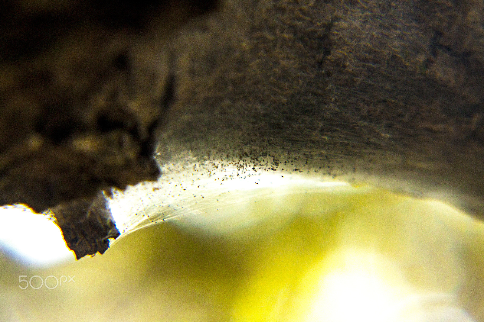 Canon EOS 500D (EOS Rebel T1i / EOS Kiss X3) sample photo. Macro spiders photography