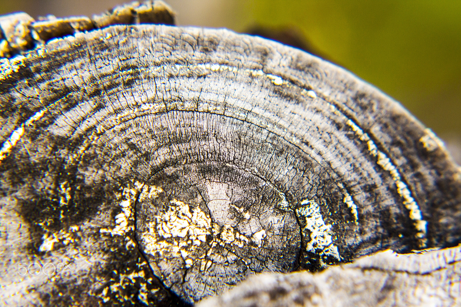 Canon EOS 500D (EOS Rebel T1i / EOS Kiss X3) sample photo. Macro trees photography