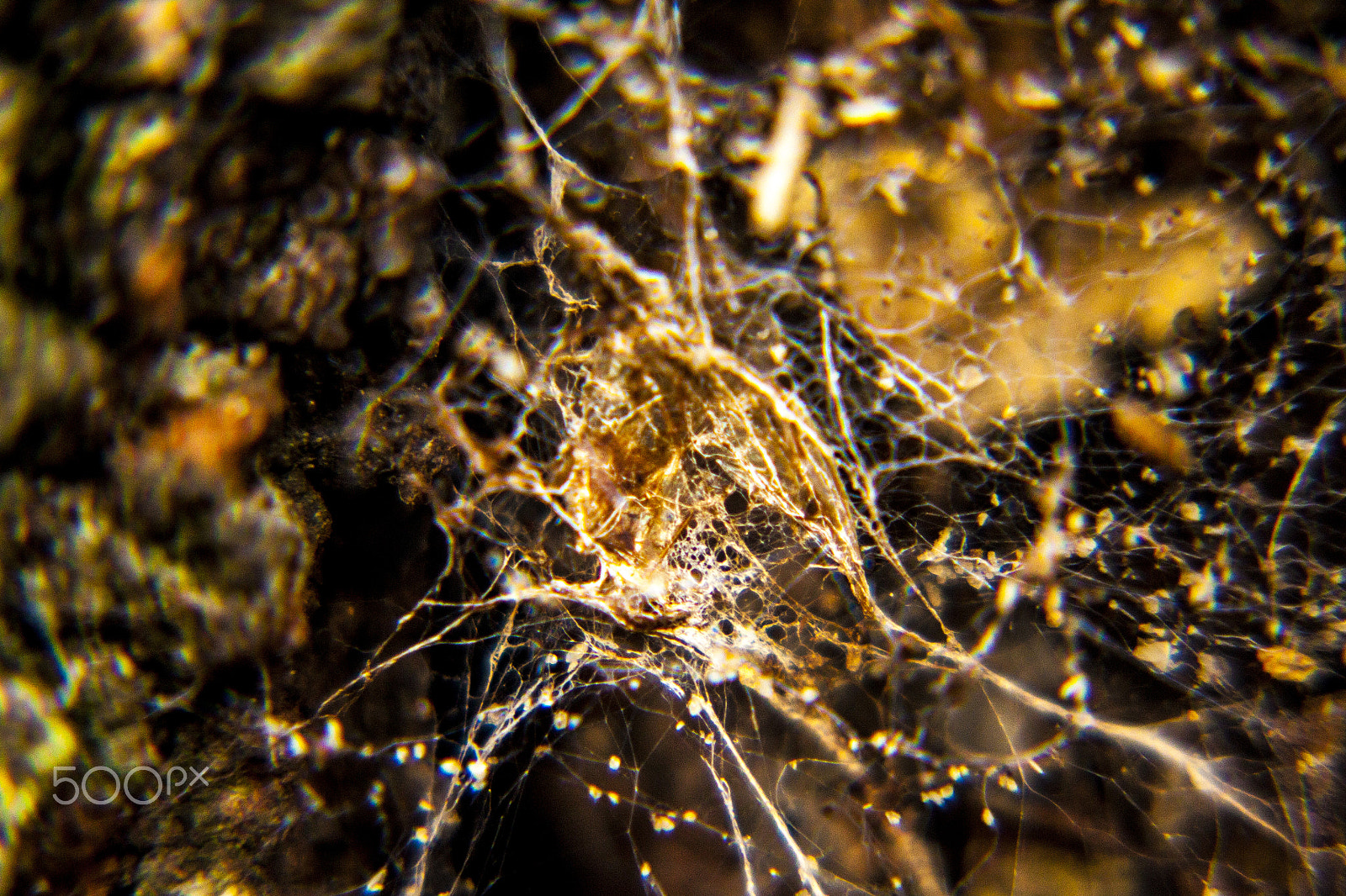 Canon EOS 500D (EOS Rebel T1i / EOS Kiss X3) sample photo. Macro spider webs photography