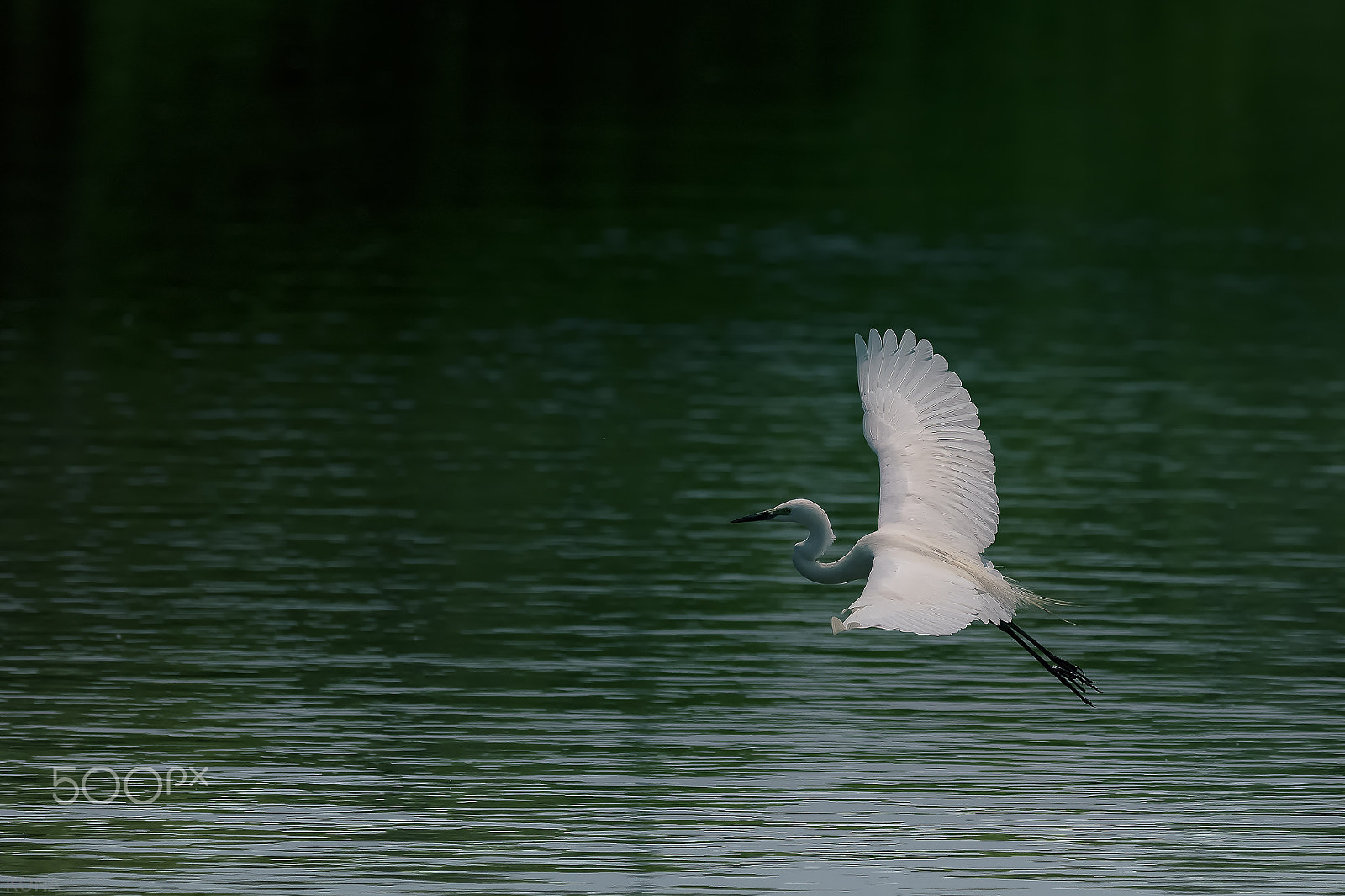 Nikon AF-S Nikkor 400mm F2.8G ED VR II sample photo. 29471391574  sagi photography