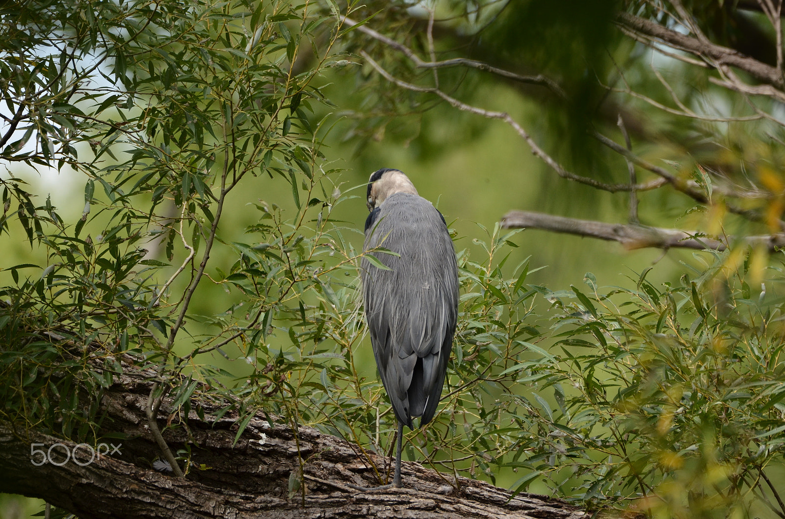 Sigma 150-600mm F5-6.3 DG OS HSM | C sample photo. En repos photography