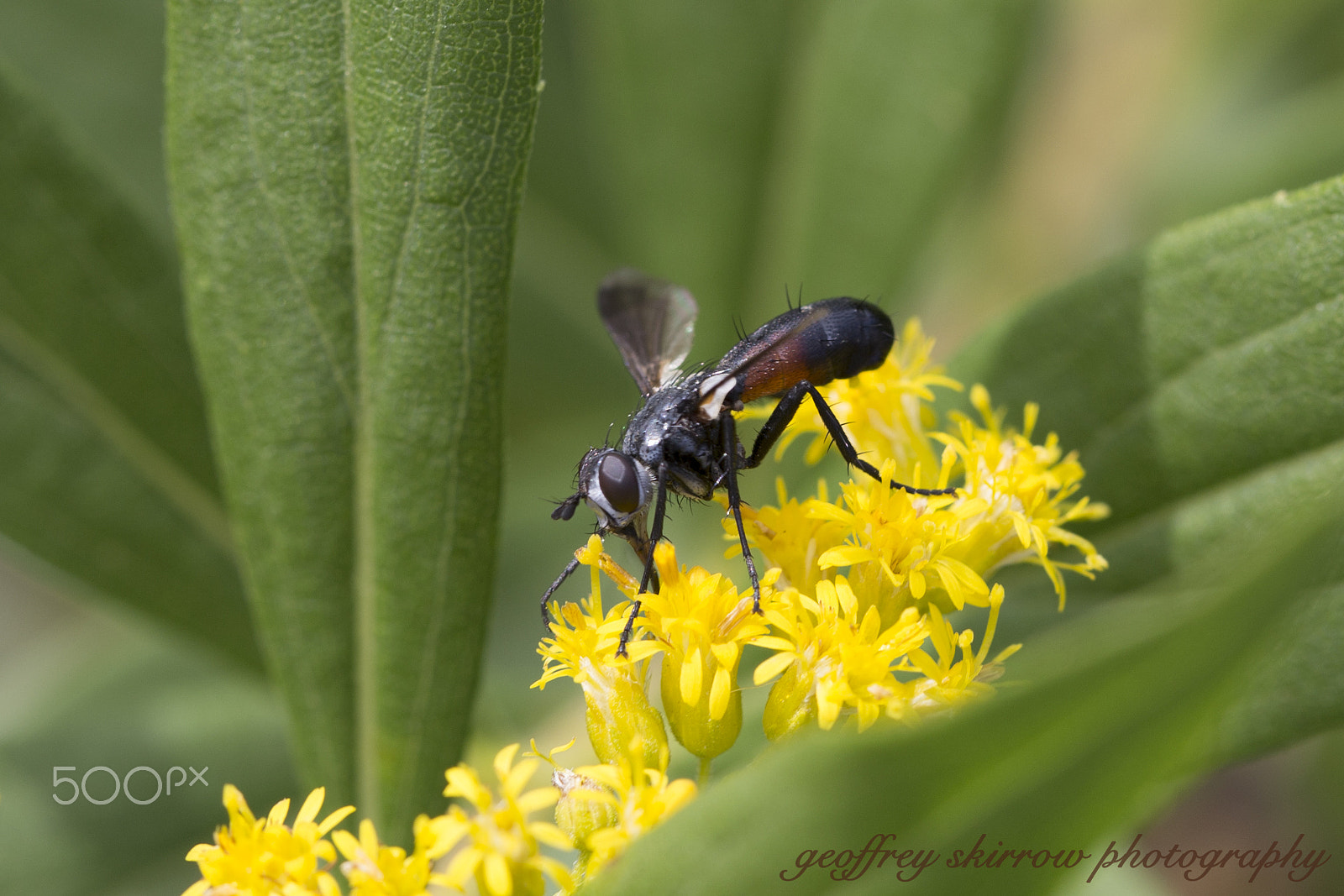 Canon EOS 6D + Canon EF 100mm F2.8L Macro IS USM sample photo. Fly on yellow flower photography
