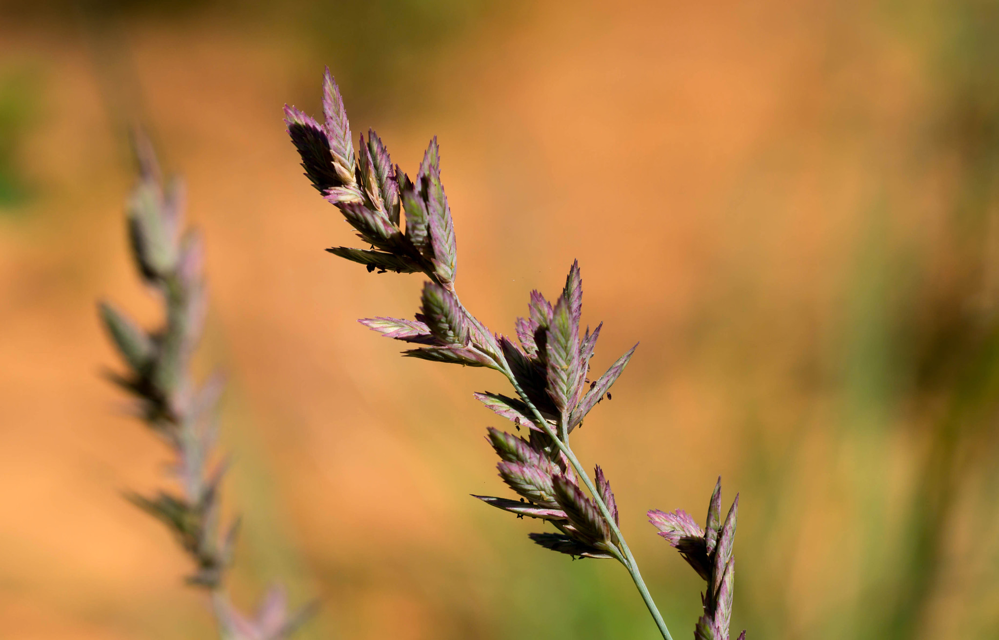 Sony SLT-A57 + MACRO 50mm F2.8 sample photo. Purple grass seeds photography