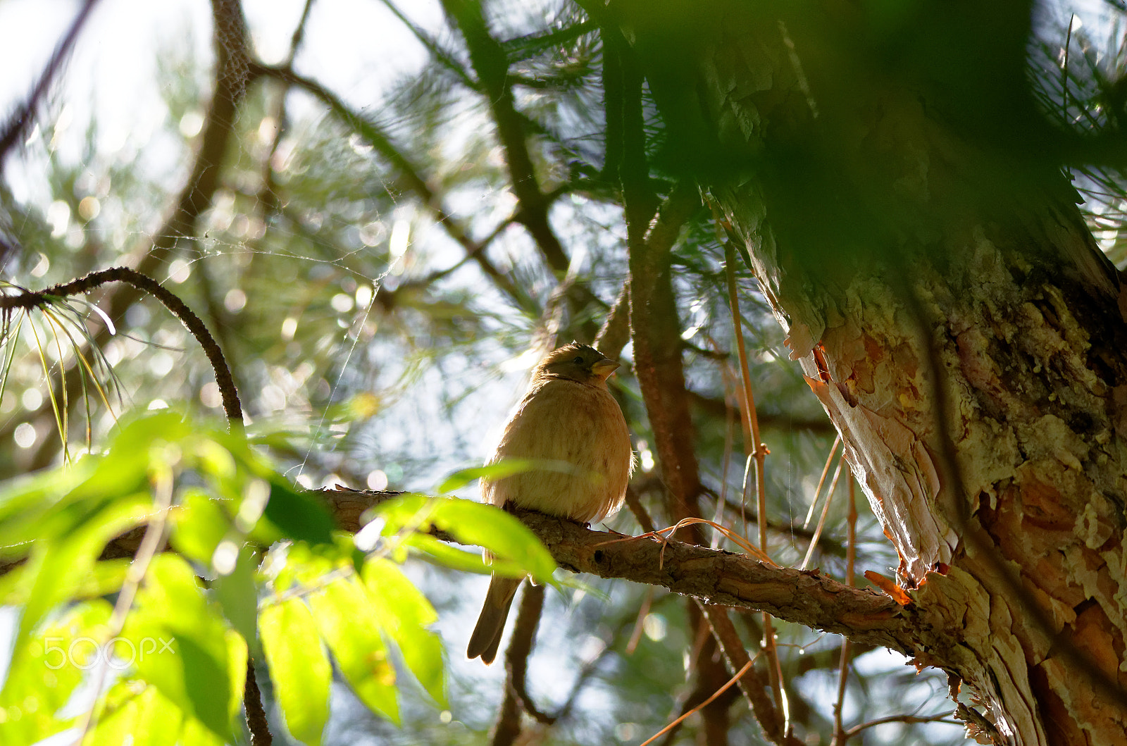 Sigma 150-600mm F5-6.3 DG OS HSM | C sample photo. Untitled photography