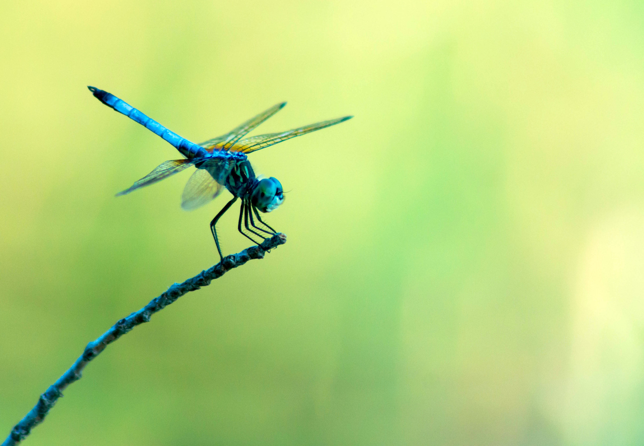 Sony 75-300mm F4.5-5.6 sample photo. Dragonfly photography