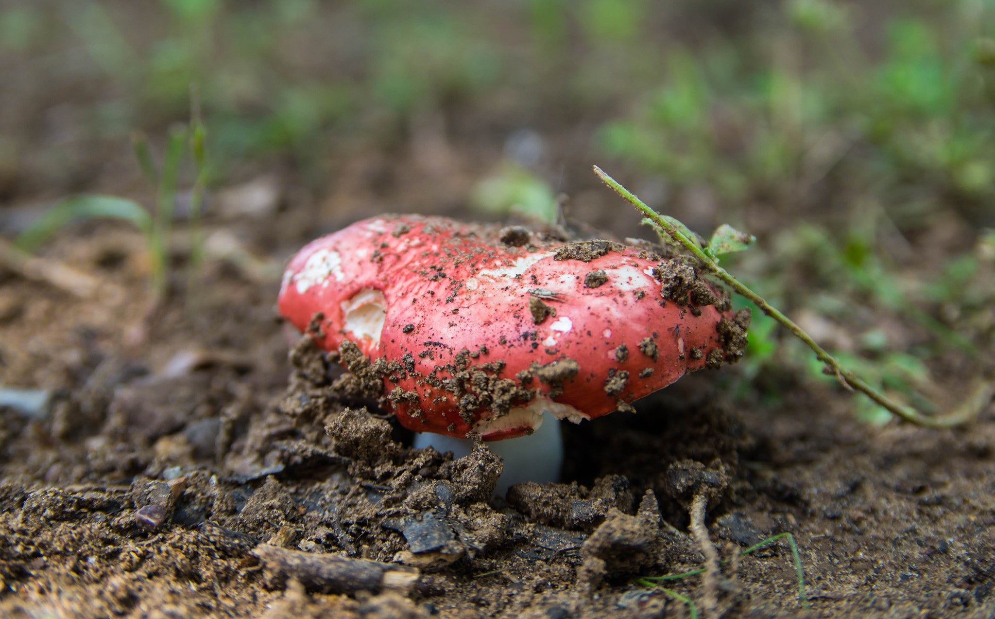 Sony SLT-A57 + Sigma 17-70mm F2.8-4.5 (D) sample photo. Red mushroom photography