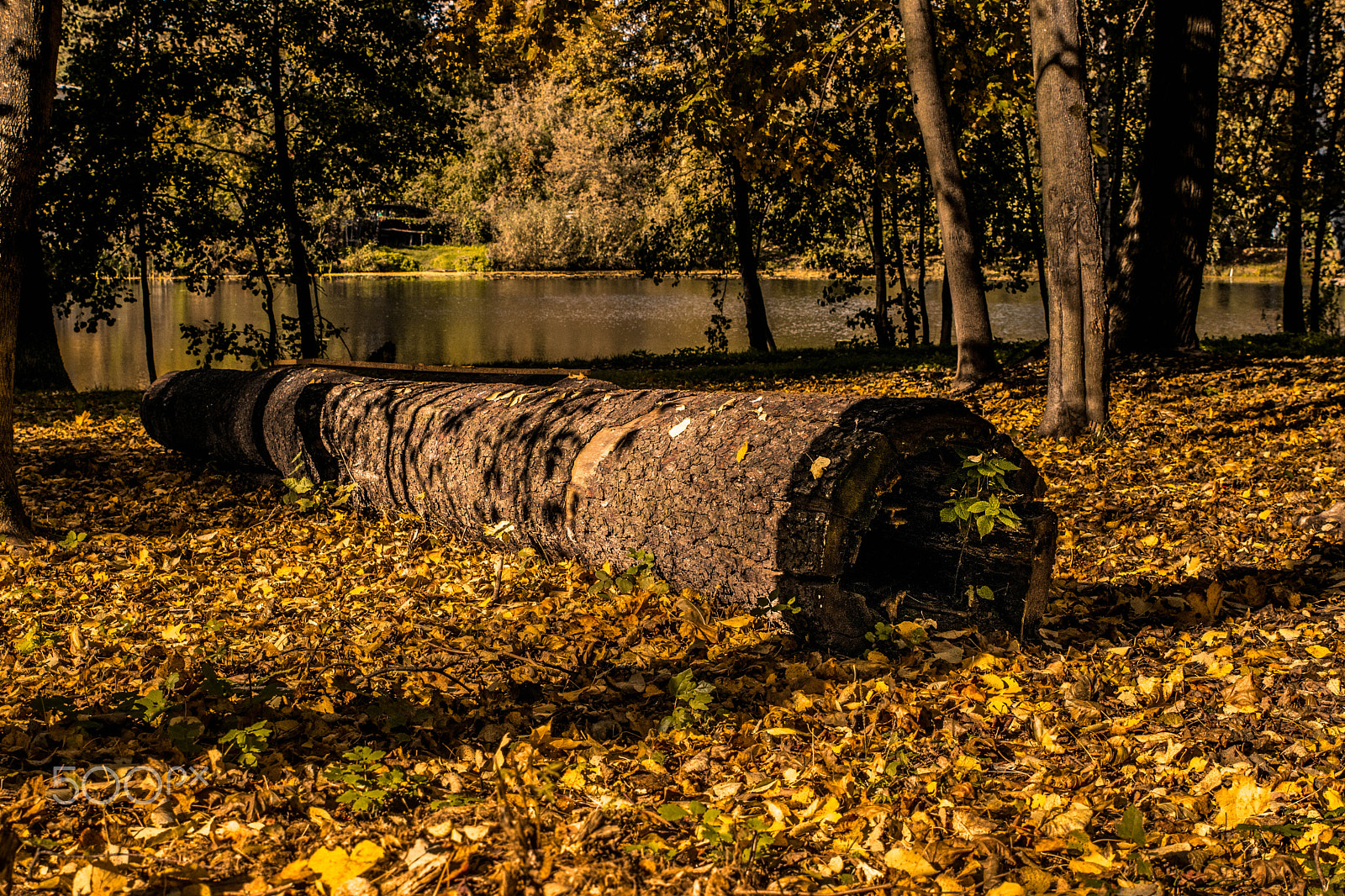 Tamron SP 24-70mm F2.8 Di VC USD sample photo. The golden season photography
