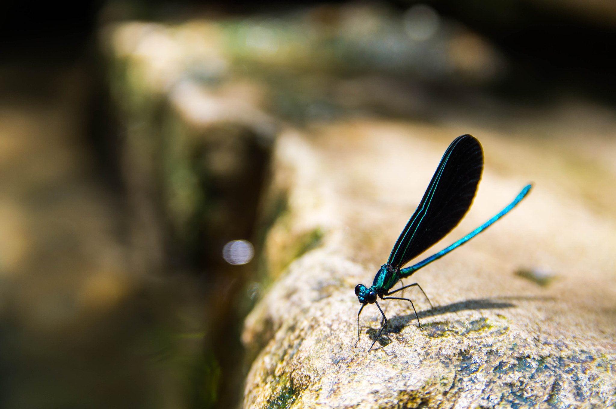 Sony SLT-A57 + Sigma 17-70mm F2.8-4.5 (D) sample photo. Damsel fly photography