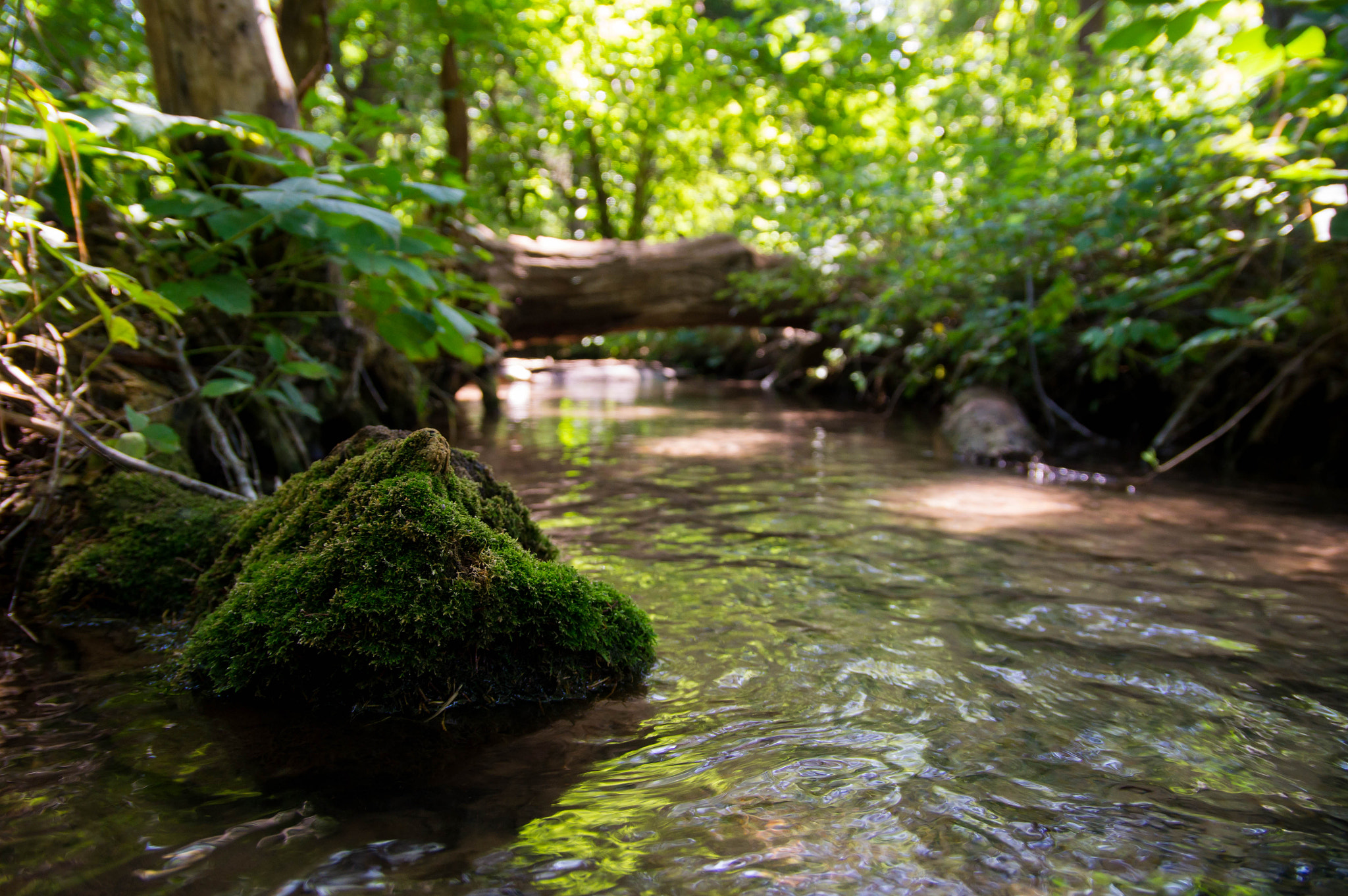 Sony SLT-A57 + Sigma 17-70mm F2.8-4.5 (D) sample photo. Moss photography