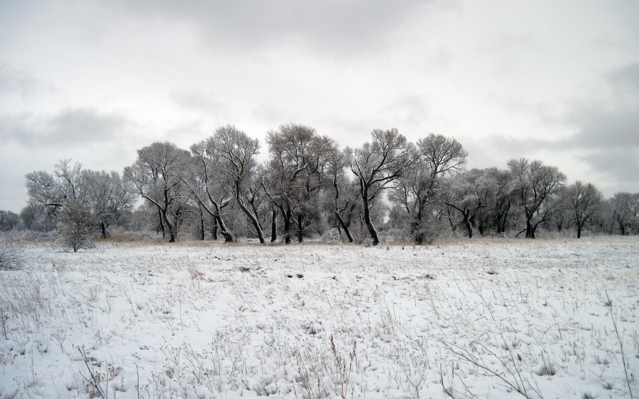 Canon PowerShot A1100 IS sample photo. Trees in winter photography