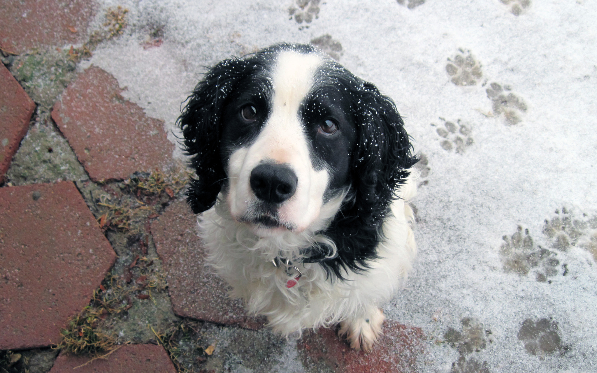 Canon PowerShot A1100 IS sample photo. Dog in snow photography