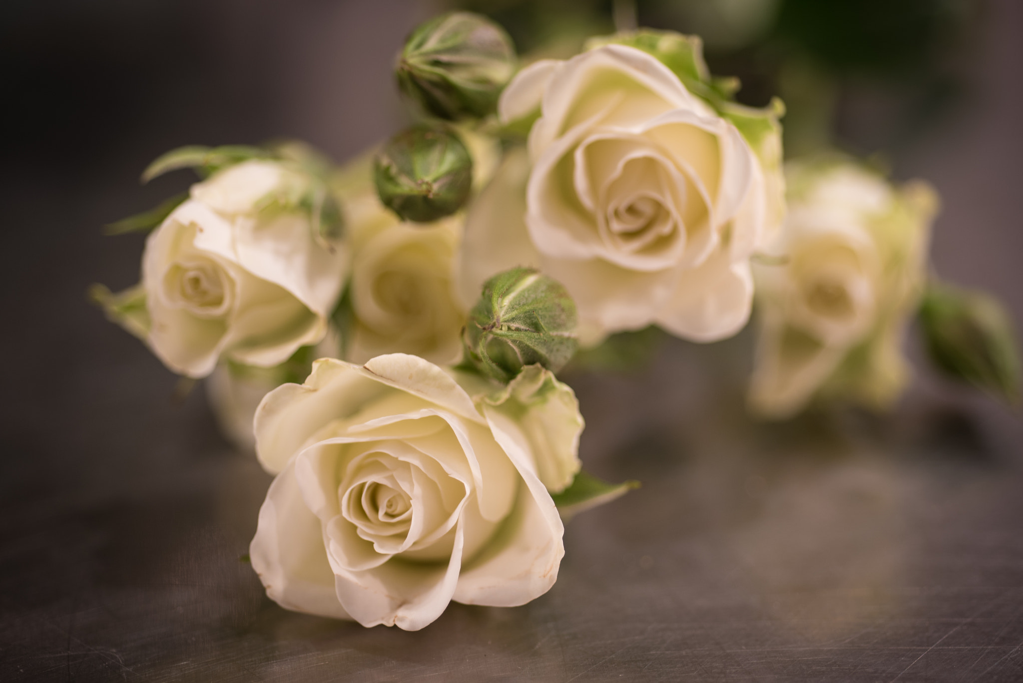 Nikon AF Micro-Nikkor 60mm F2.8D sample photo. Flowers in the house... photography