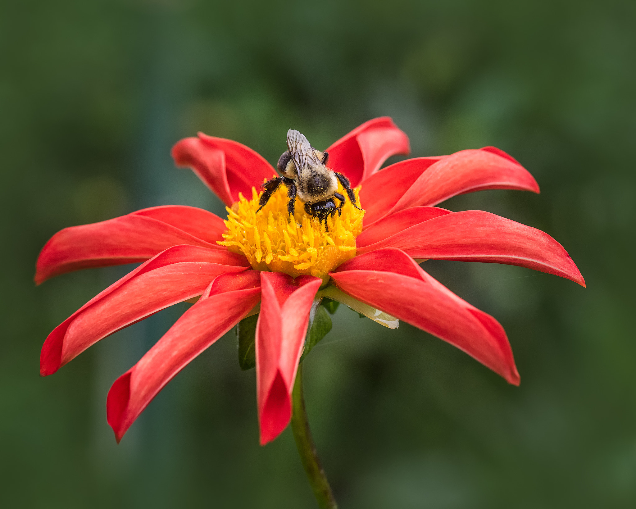 Nikon D810 sample photo. The pollinator photography