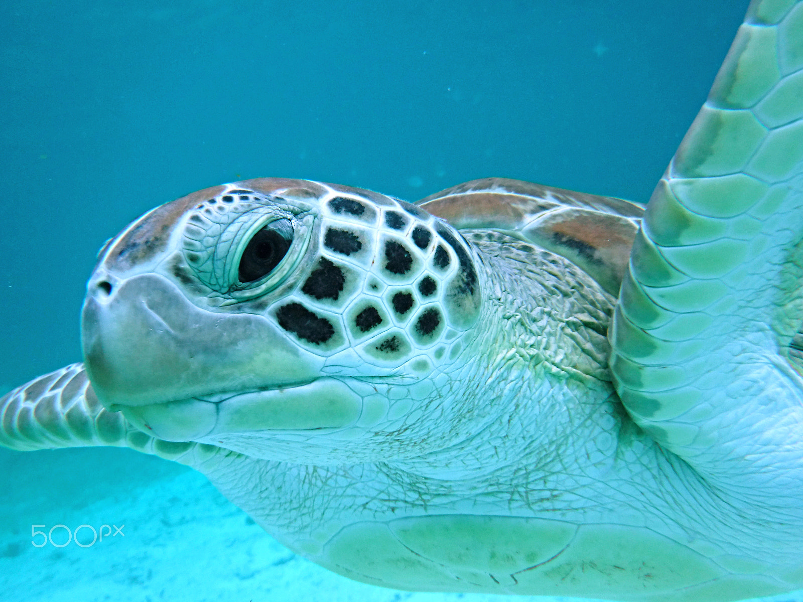 Fujifilm FinePix XP90 XP91 XP95 sample photo. Sea turtle photography