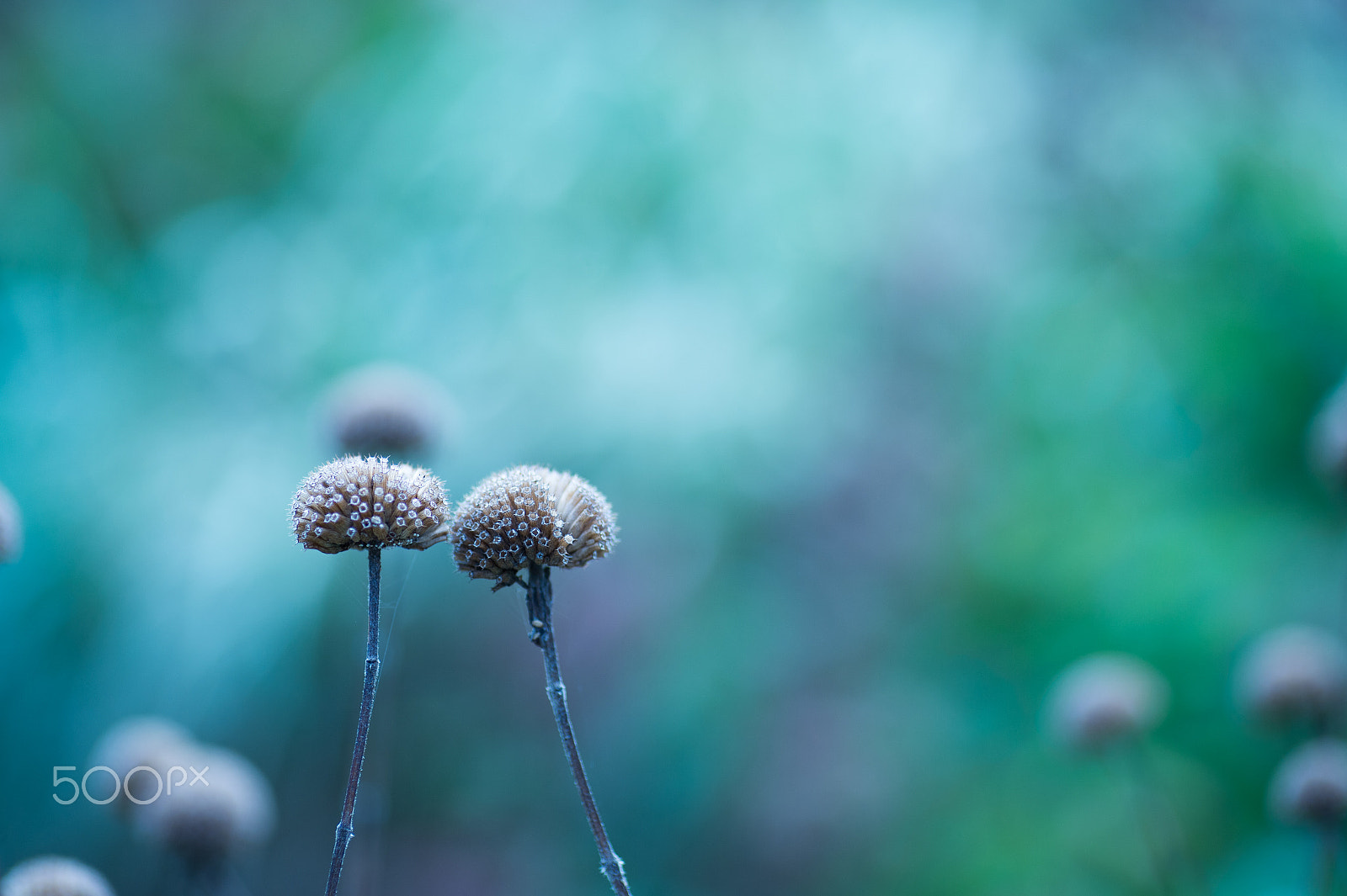 Nikon Df sample photo. Lovers photography