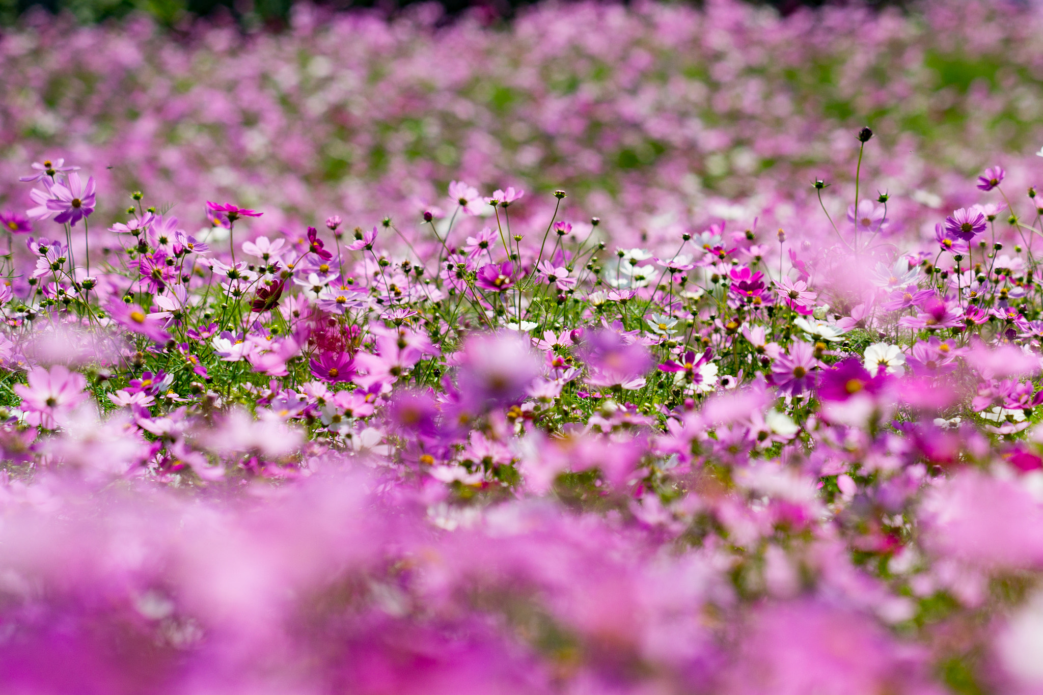 Sony a99 II + Minolta/Sony AF 70-200mm F2.8 G sample photo