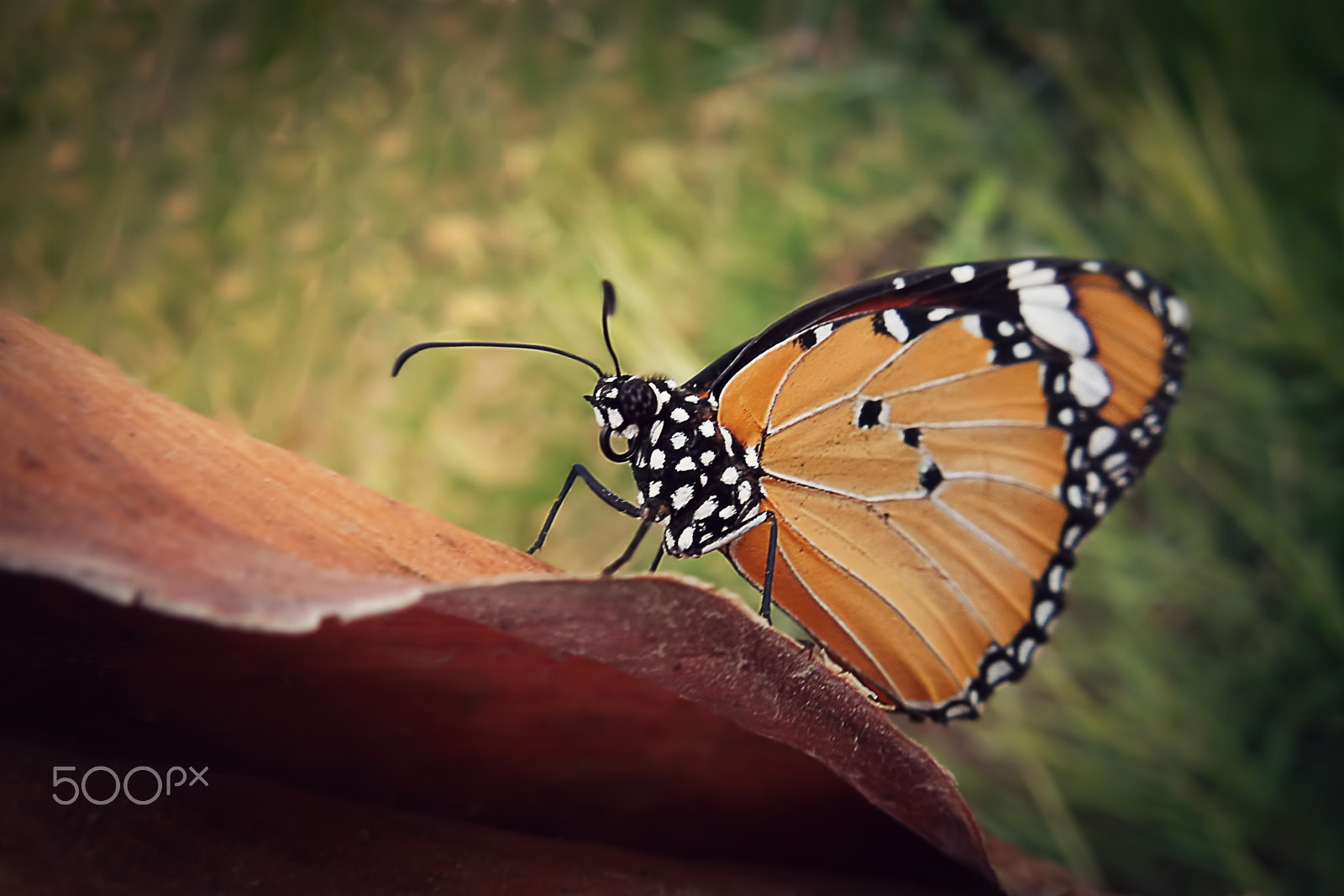 Nikon Coolpix S8200 sample photo. Beautiful butterfly with bokeh +5 photography