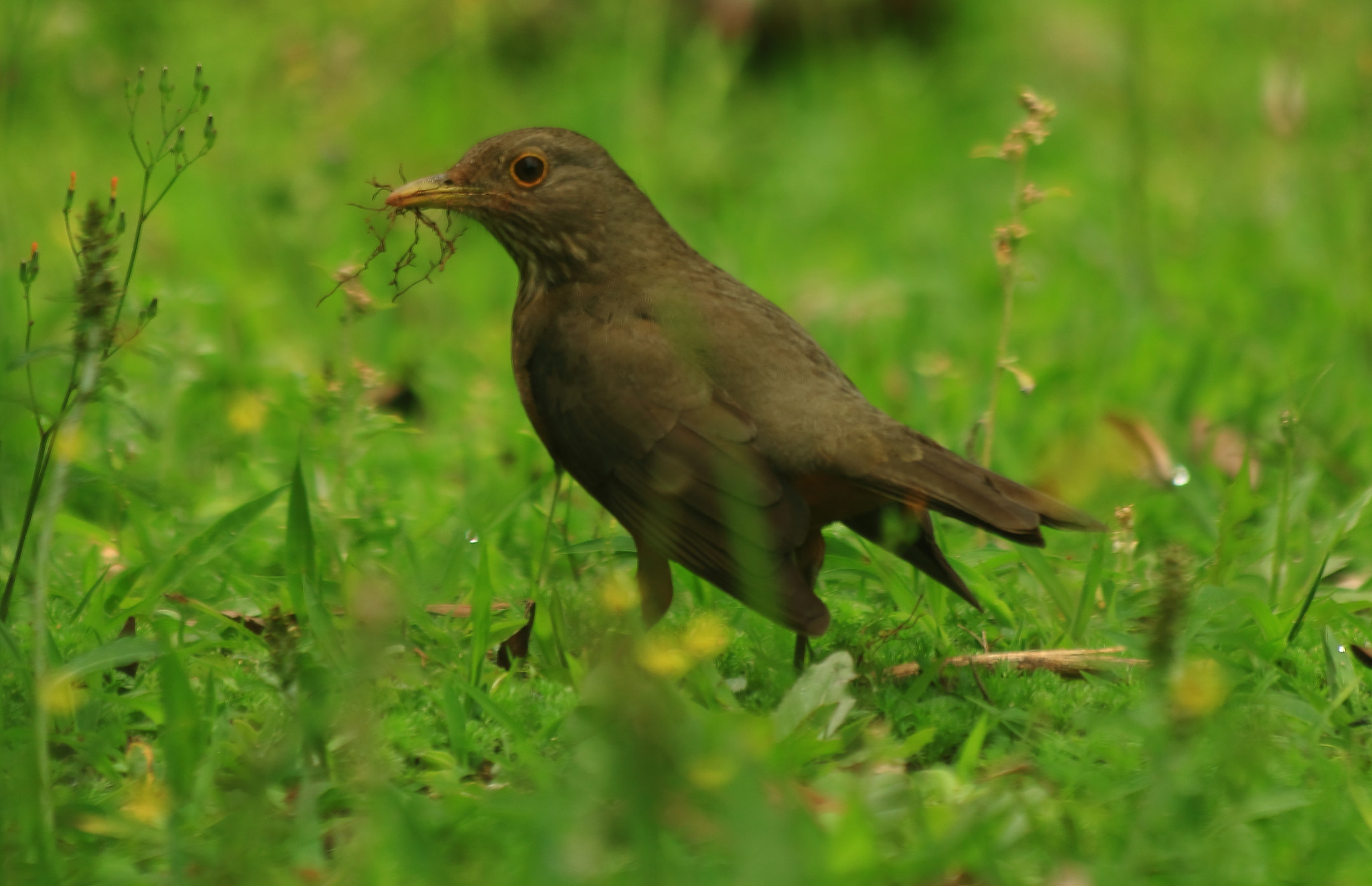 Canon EF 70-300mm F4-5.6 IS USM sample photo. Rufous-bellied thrush photography