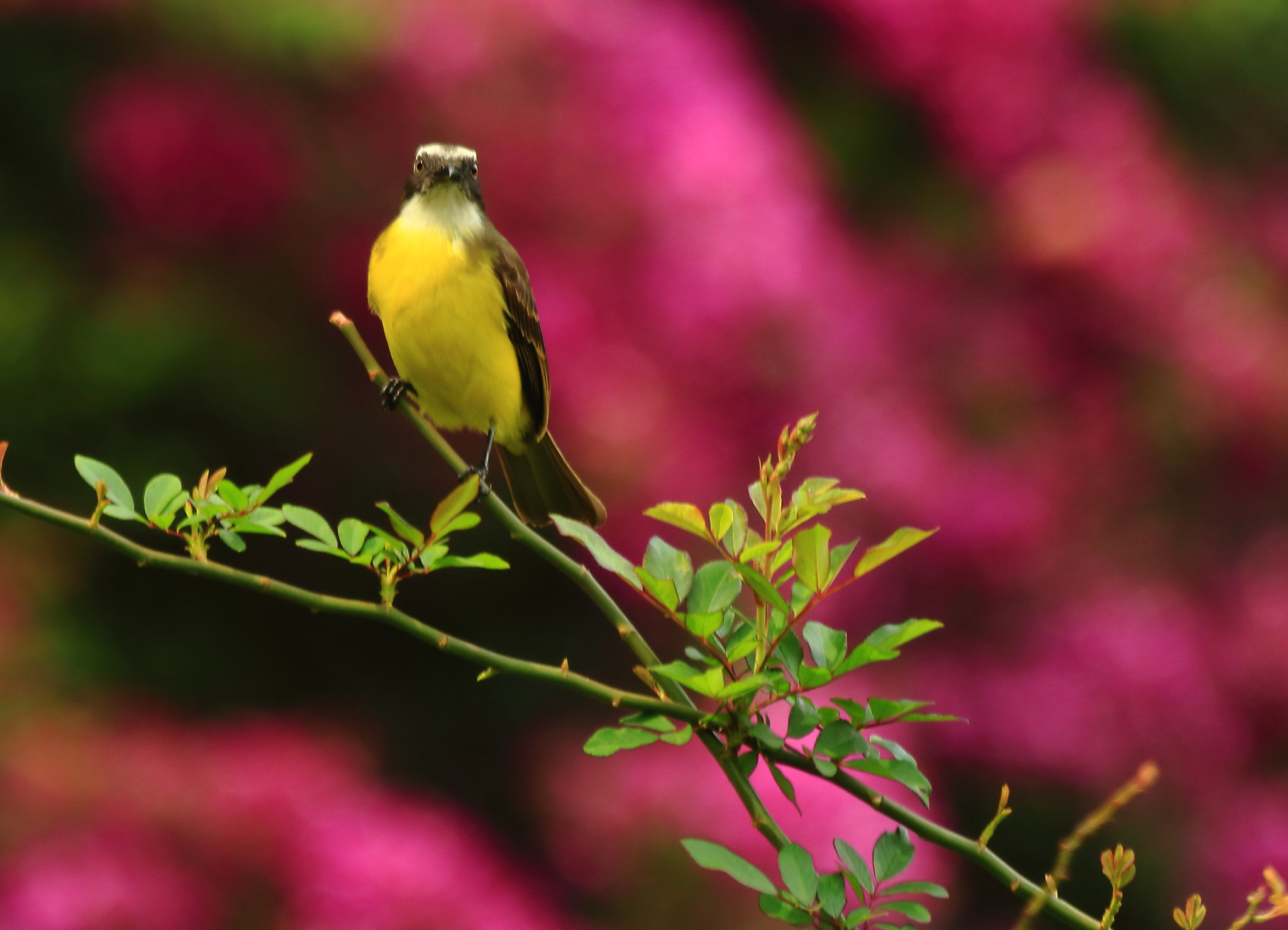 Canon EF 70-300mm F4-5.6 IS USM sample photo. Who are you? photography