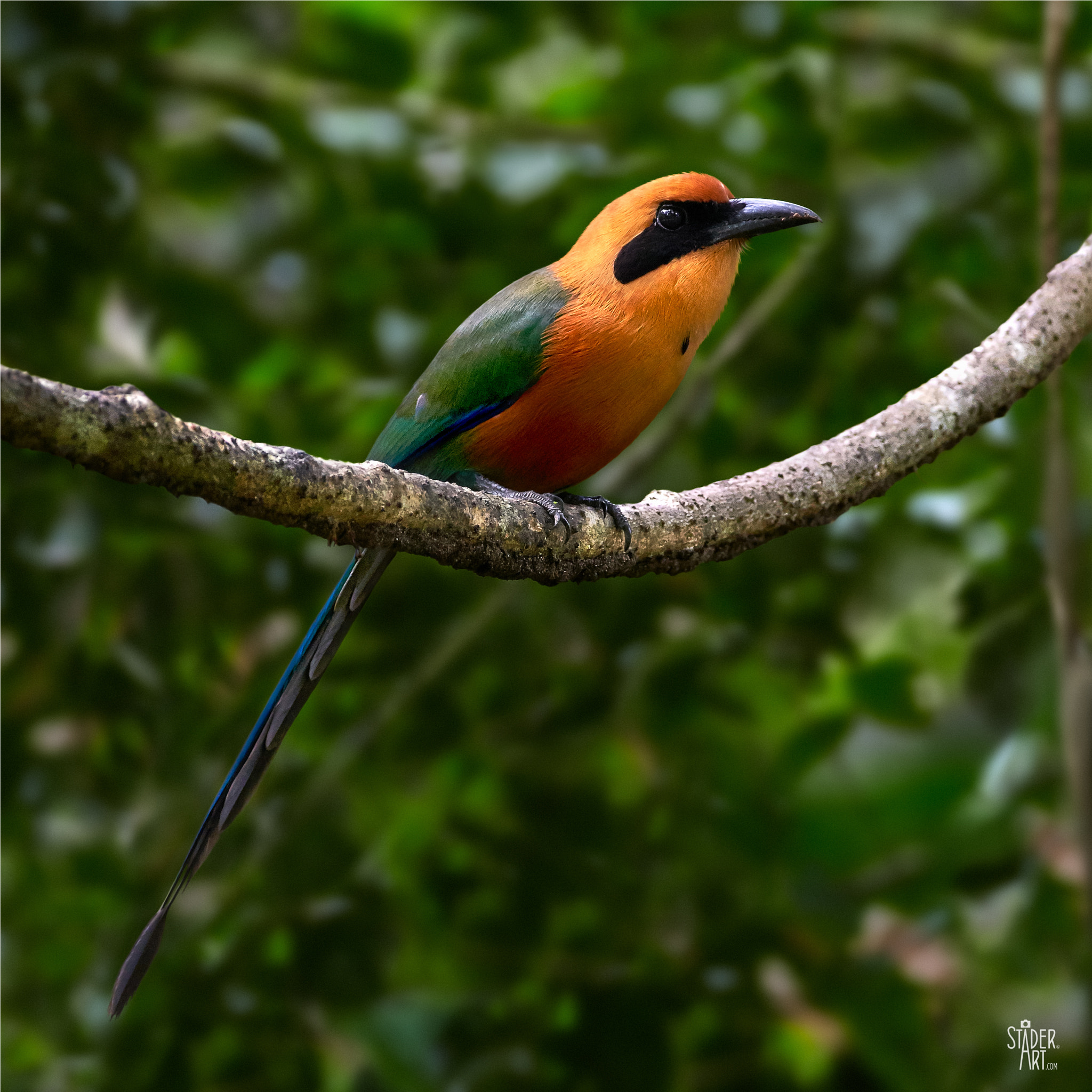 Canon EF 200-400mm F4L IS USM Extender 1.4x sample photo. Marvellous motmot photography
