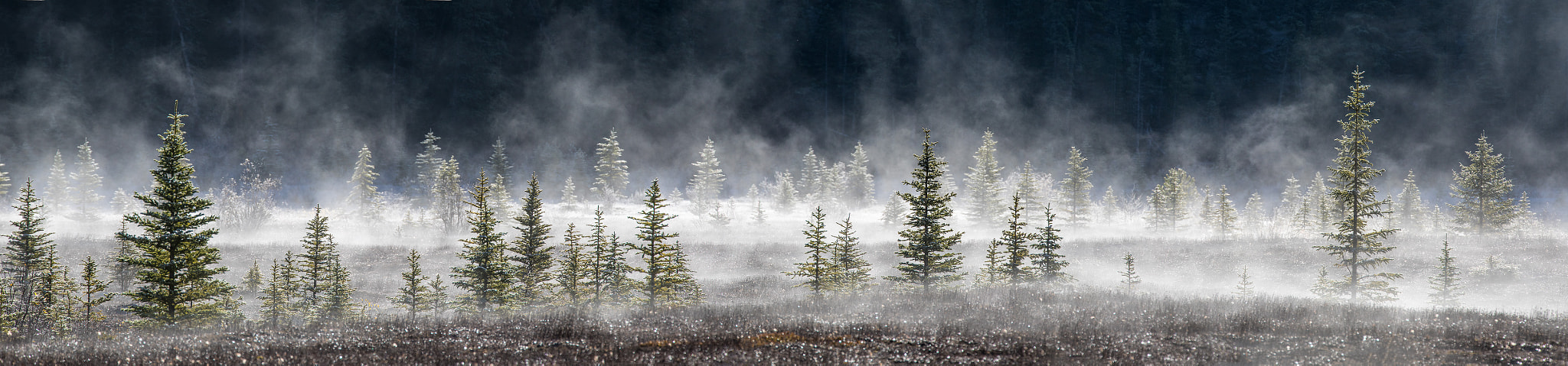 Canon EOS 5D Mark IV sample photo. Hoar frost melt banff jasper highway photography