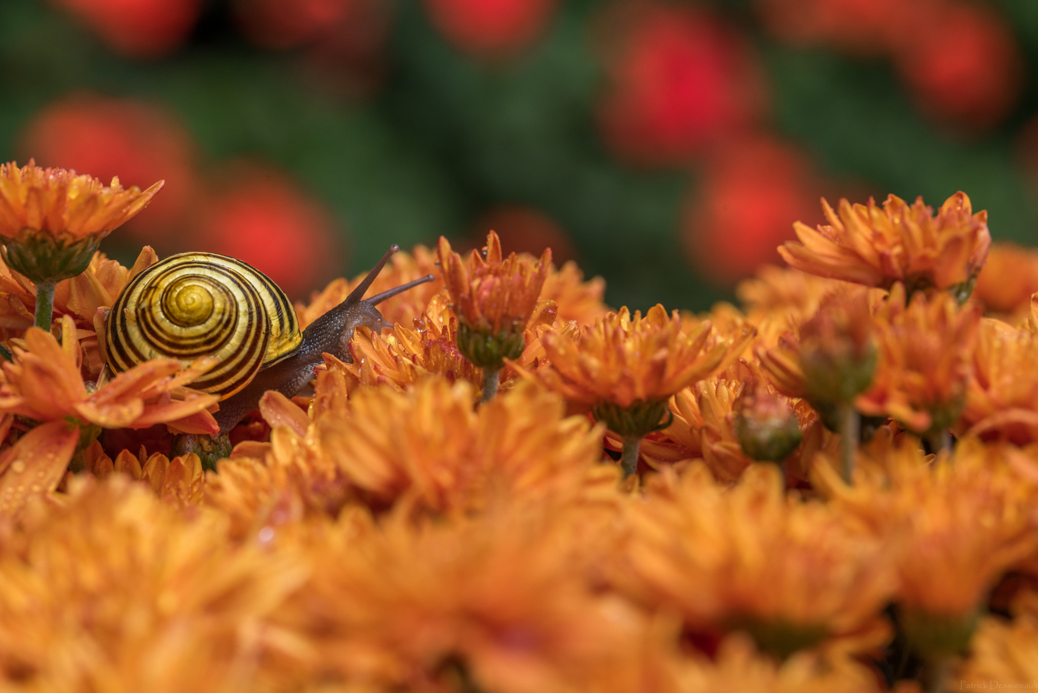 Sigma 105mm F2.8 EX DG OS HSM sample photo. Escargot photography