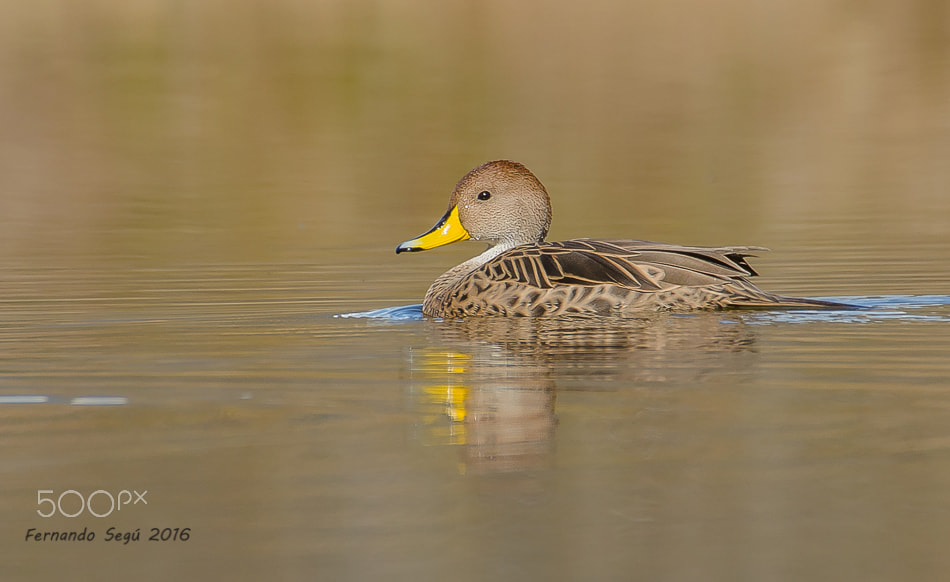 Sigma 50-500mm F4.5-6.3 DG OS HSM sample photo. Yellow billed pintail photography