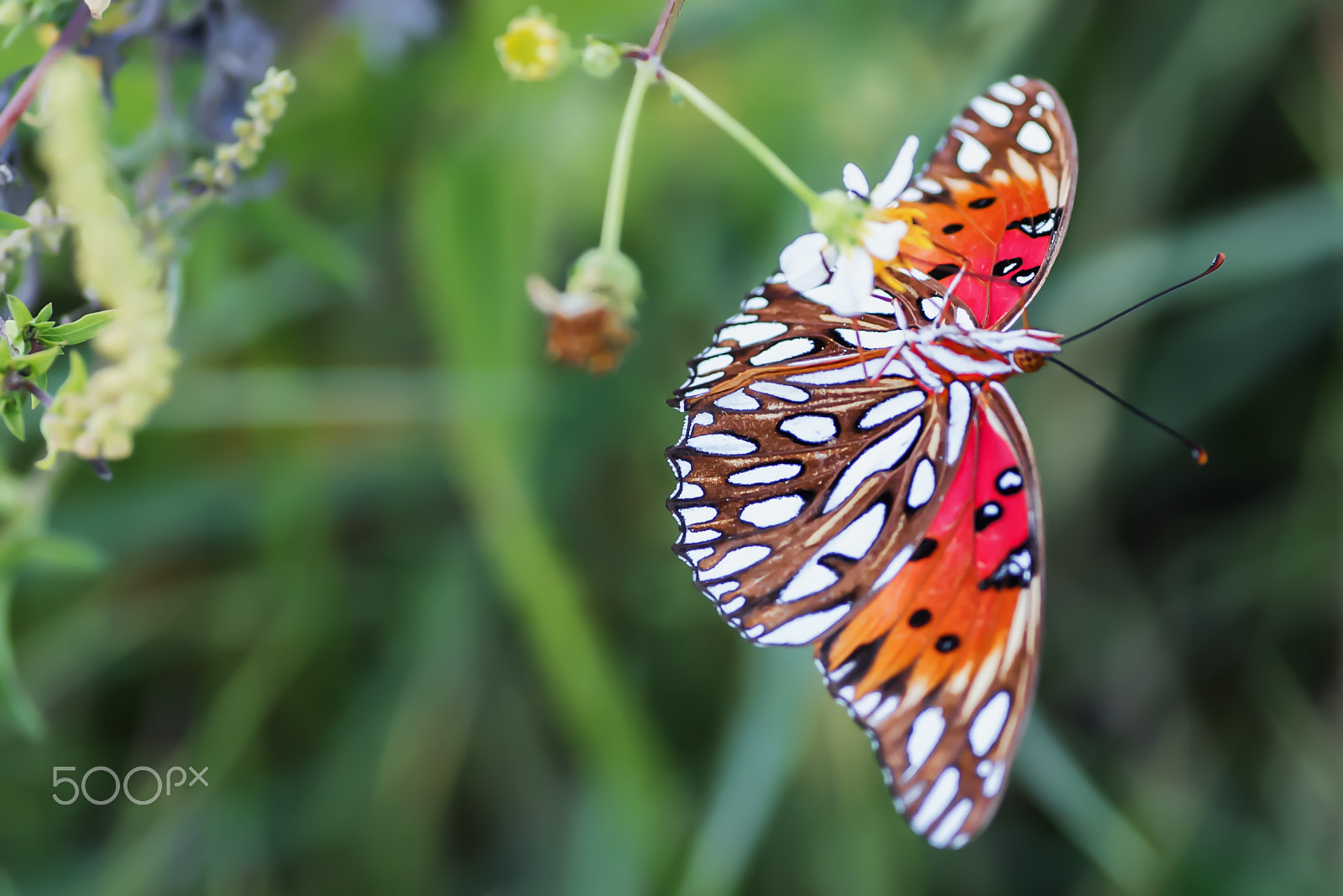 Nikon D750 + Tokina AT-X Pro 100mm F2.8 Macro sample photo. Gulf fritillary butterfly (underside) photography