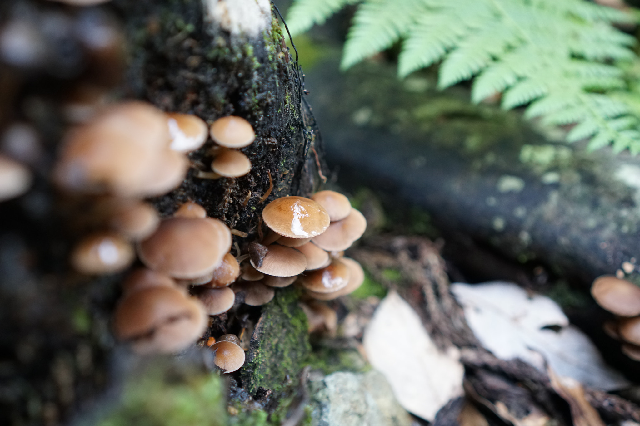 Sony a6300 + Sony E 35mm F1.8 OSS sample photo. Mushrooms in the sacred forest of mount kurama photography