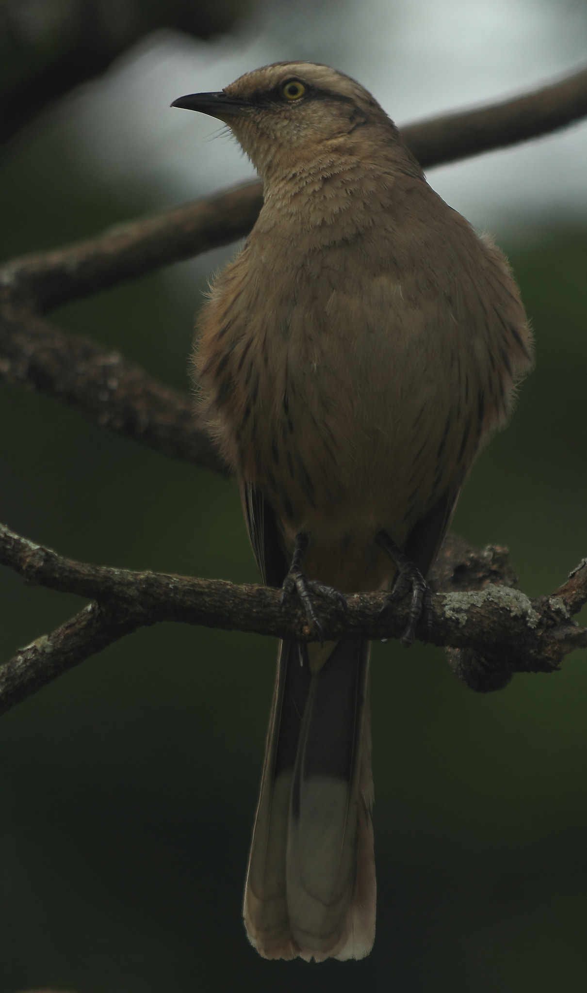 Canon EF 70-300mm F4-5.6 IS USM sample photo. Inflating feathers photography