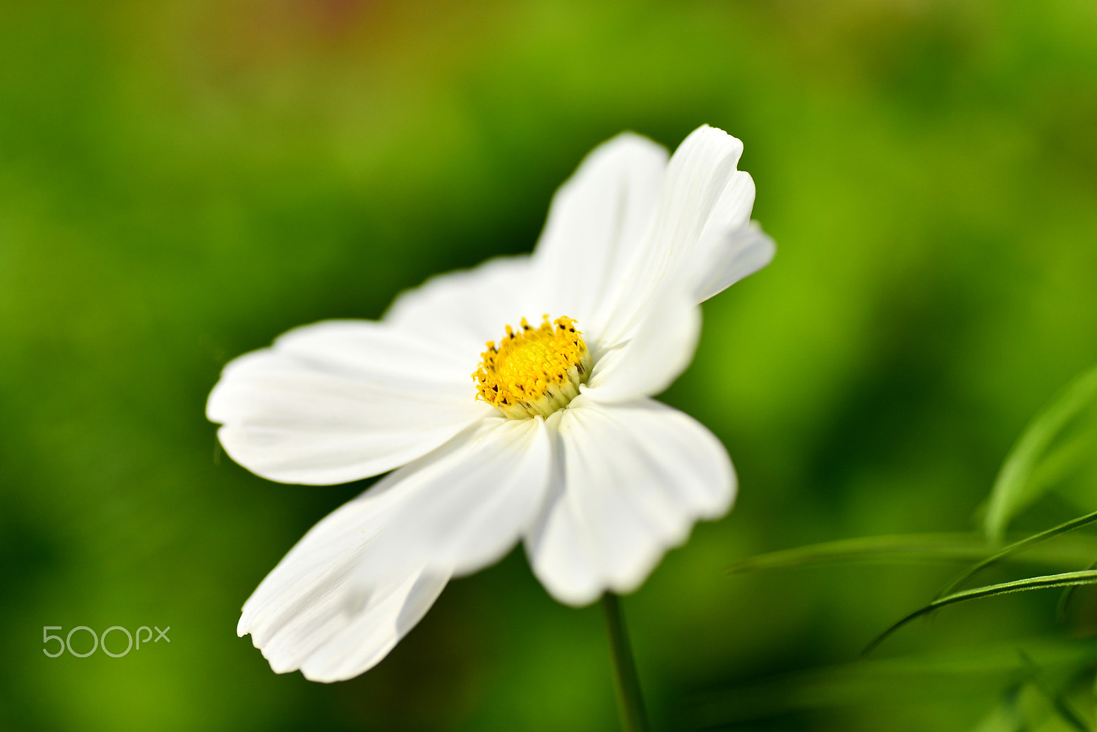Nikon D600 sample photo. Light in the sun photography
