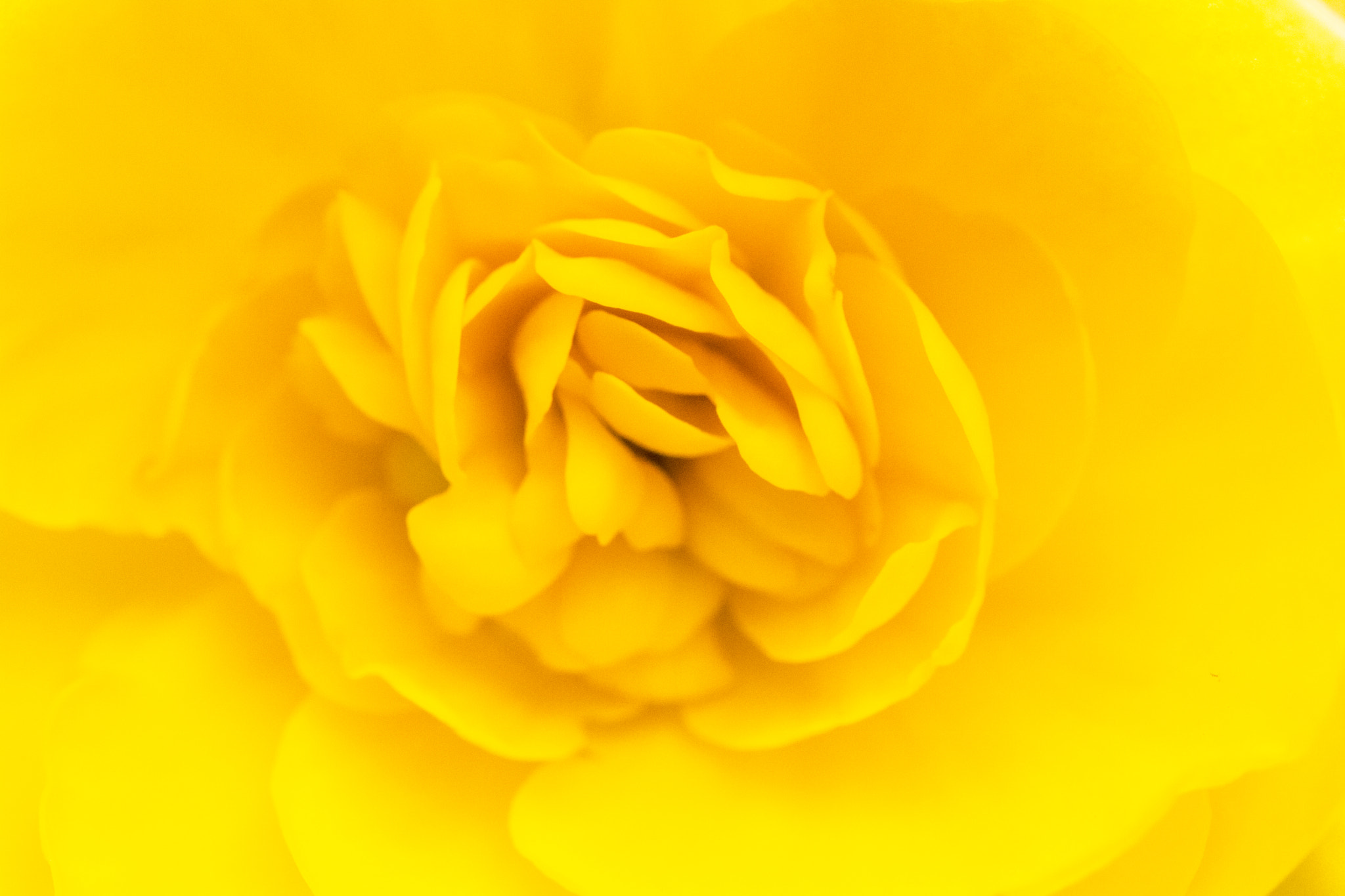 Canon EF 100mm F2.8L Macro IS USM sample photo. Macro_flower photography