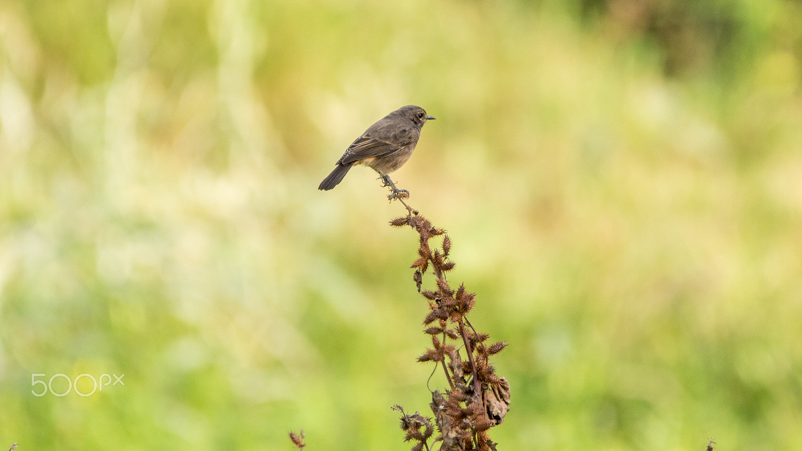 150-600mm F5-6.3 DG OS HSM | Contemporary 015 sample photo. Img photography