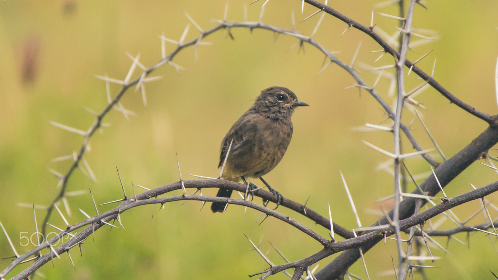 150-600mm F5-6.3 DG OS HSM | Contemporary 015 sample photo. Img photography