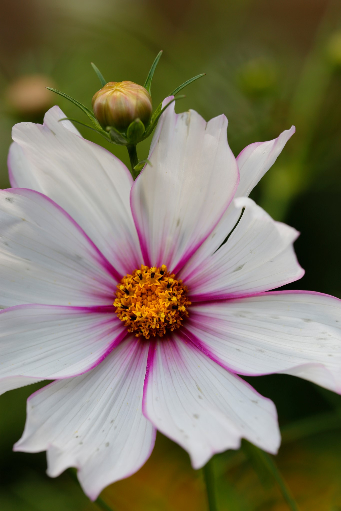 Canon EF 100mm F2.8L Macro IS USM sample photo. Combinations photography