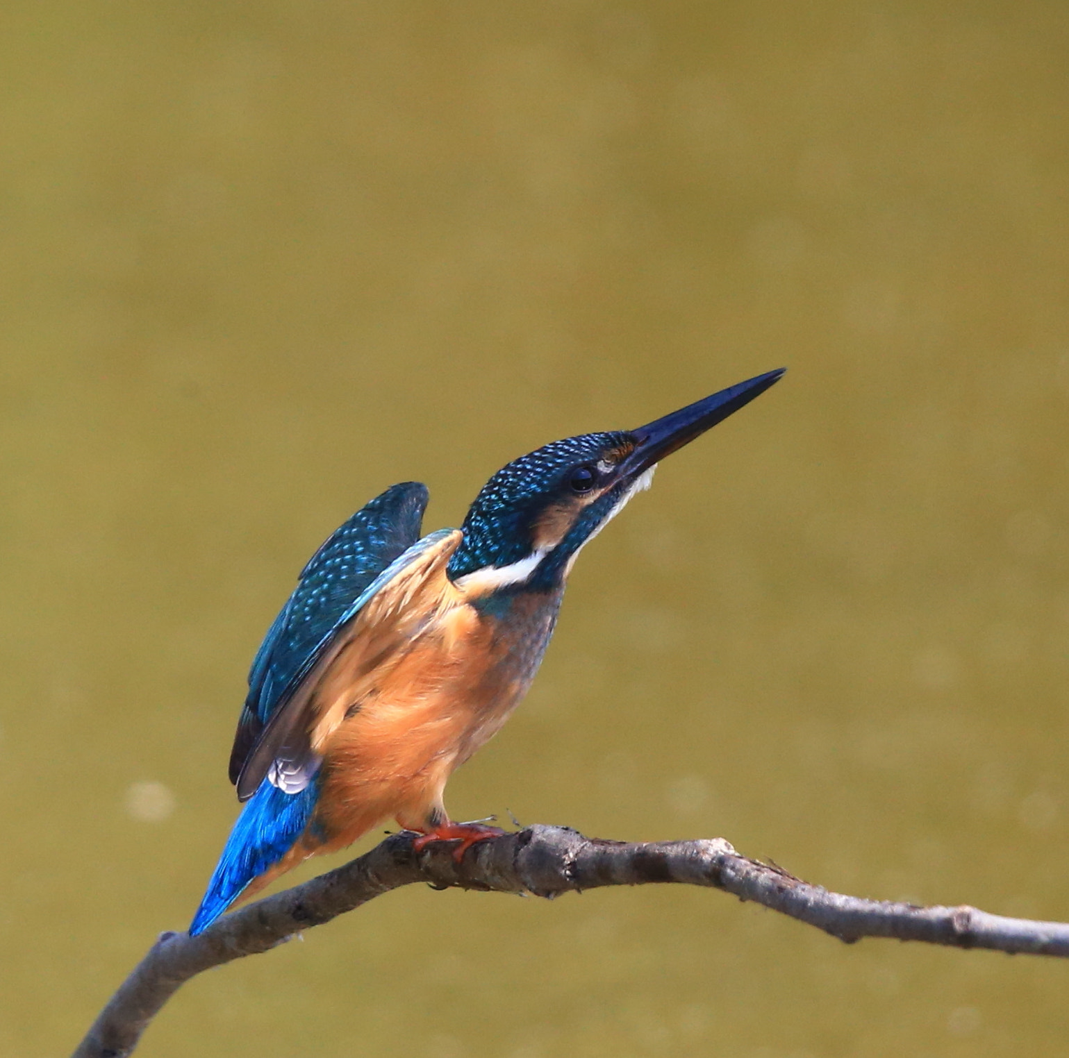 Canon EF 600mm F4L IS II USM sample photo. 241 photography