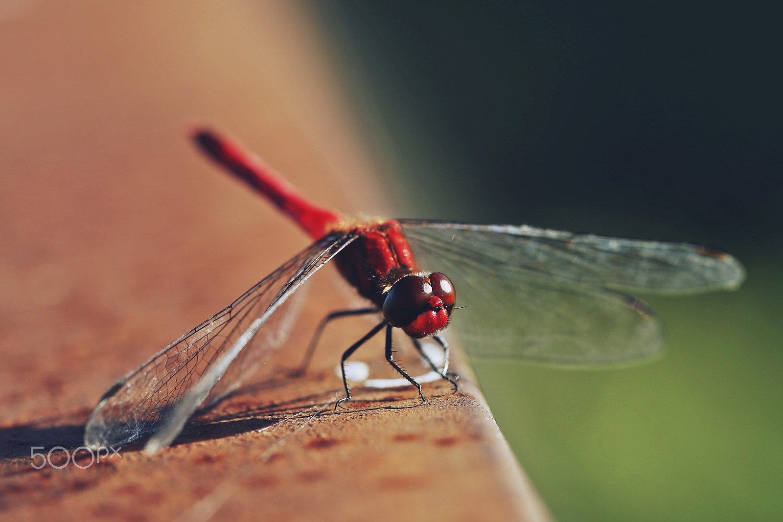Canon EOS 6D + Canon EF 100mm F2.8L Macro IS USM sample photo. Red dragonfly photography