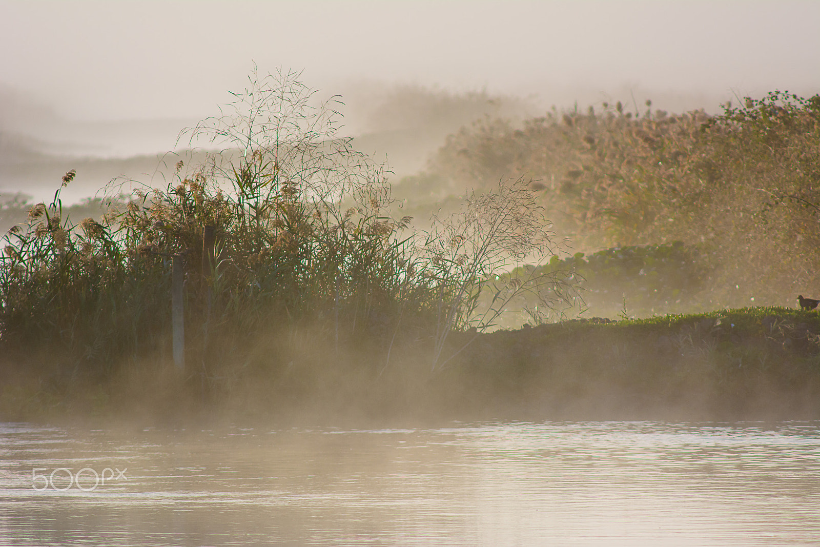 AF Nikkor 300mm f/4 IF-ED sample photo. Morning fog photography