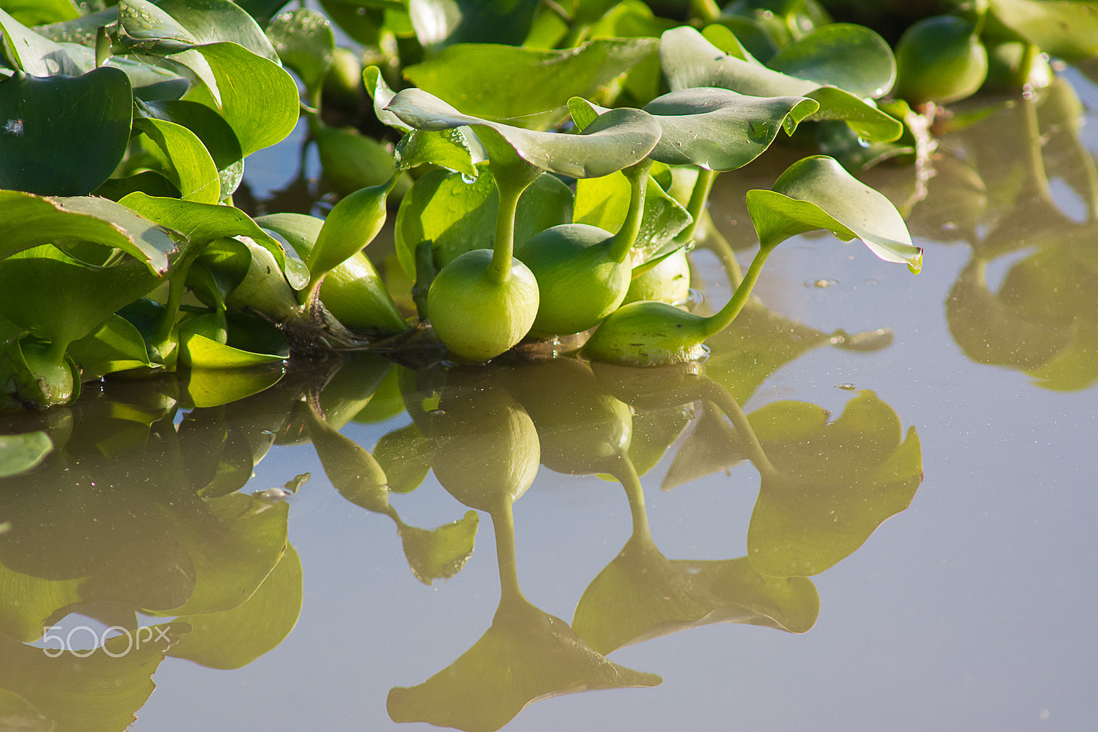 AF Nikkor 300mm f/4 IF-ED sample photo. Water plant photography