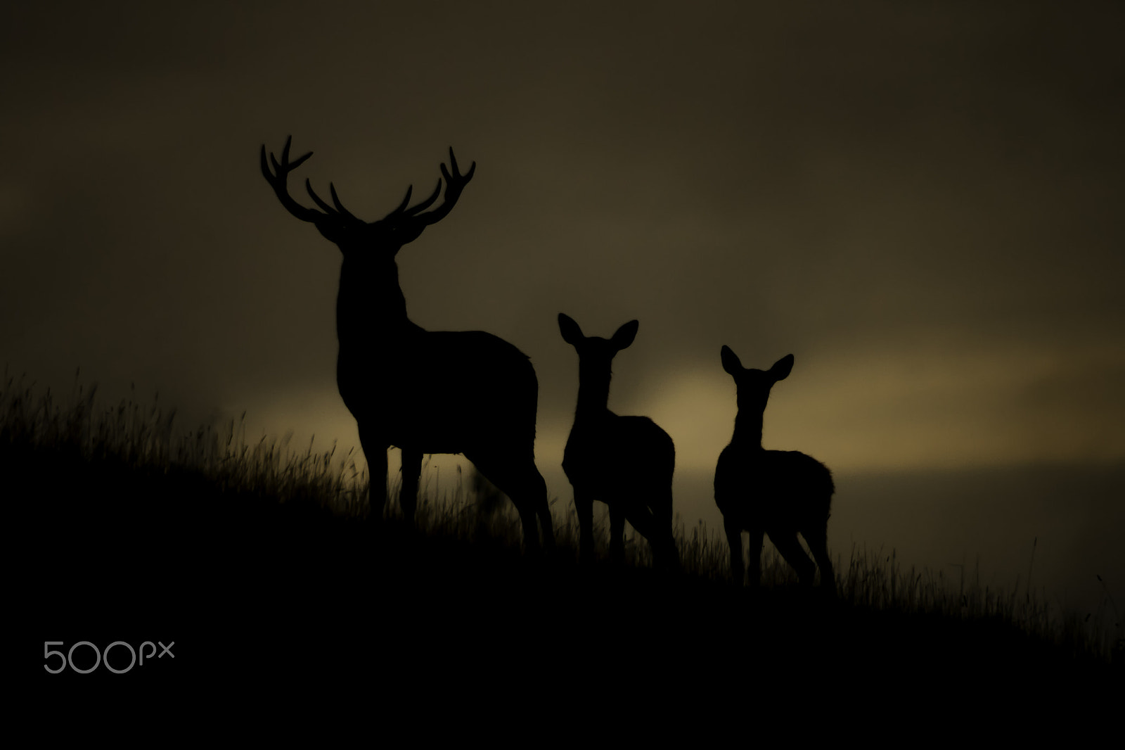 Sony SLT-A77 + Sigma AF 170-500mm F5-6.3 APO Aspherical sample photo. Red deer at dawn photography