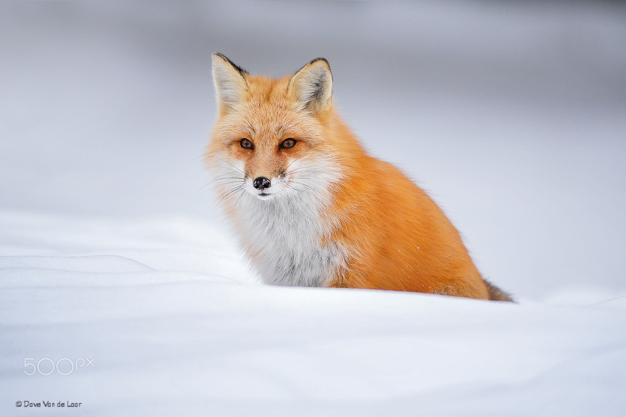 Nikon D3S + Nikon AF-S Nikkor 200-400mm F4G ED-IF VR sample photo. Red fox photography